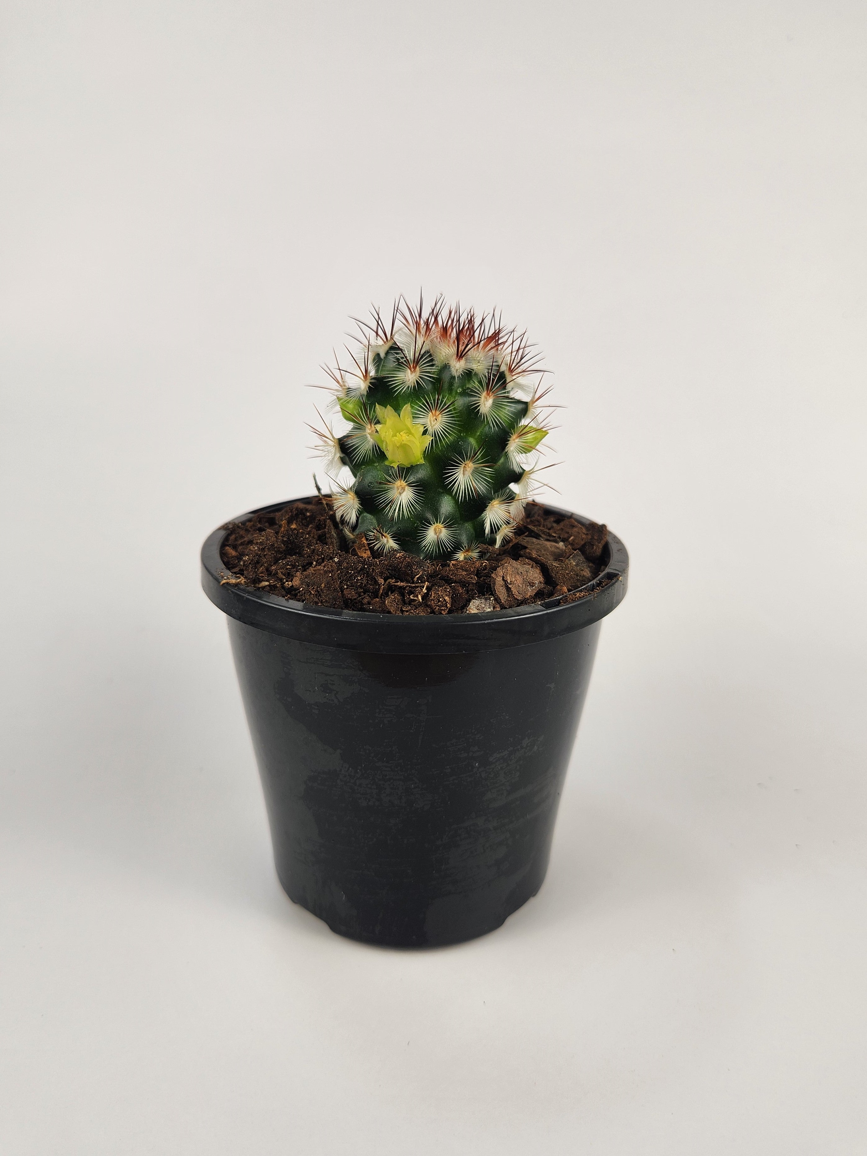 MAMMILLARIA MICROHELIA