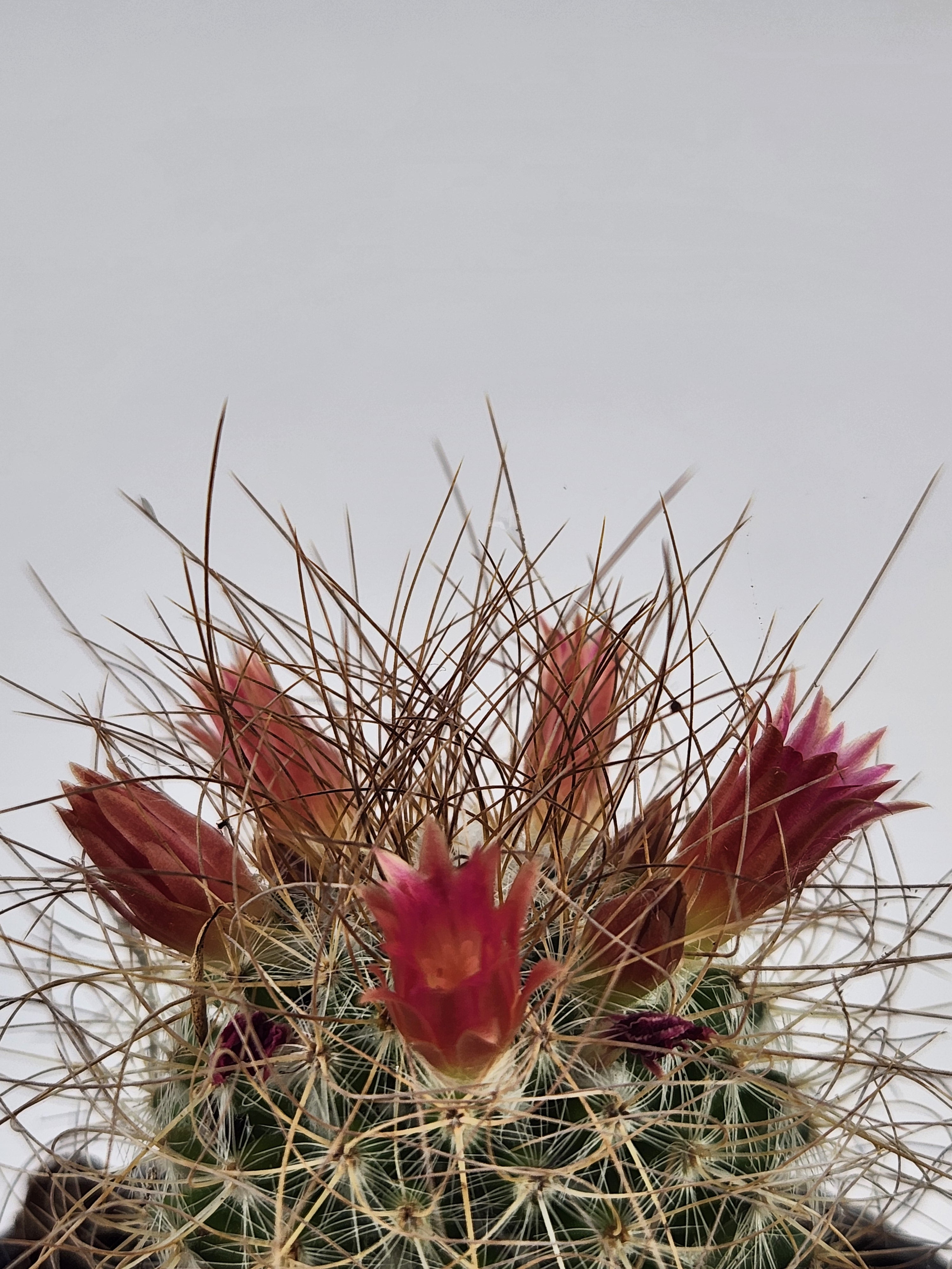 MAMMILLARIA LEPTACANTHA SSP. REKOI