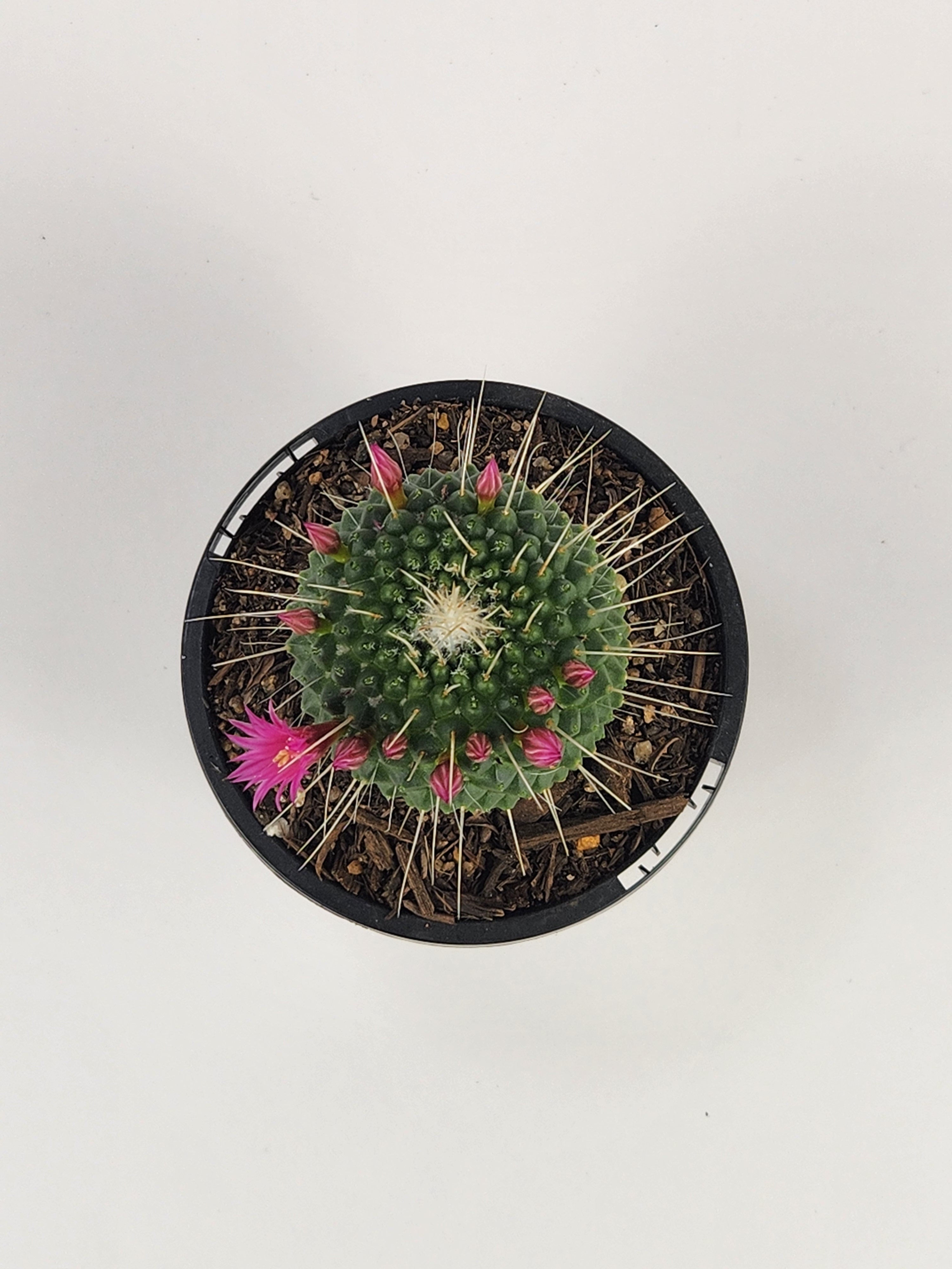 MAMMILLARIA SPINOSISSIMA 'UN PICO'