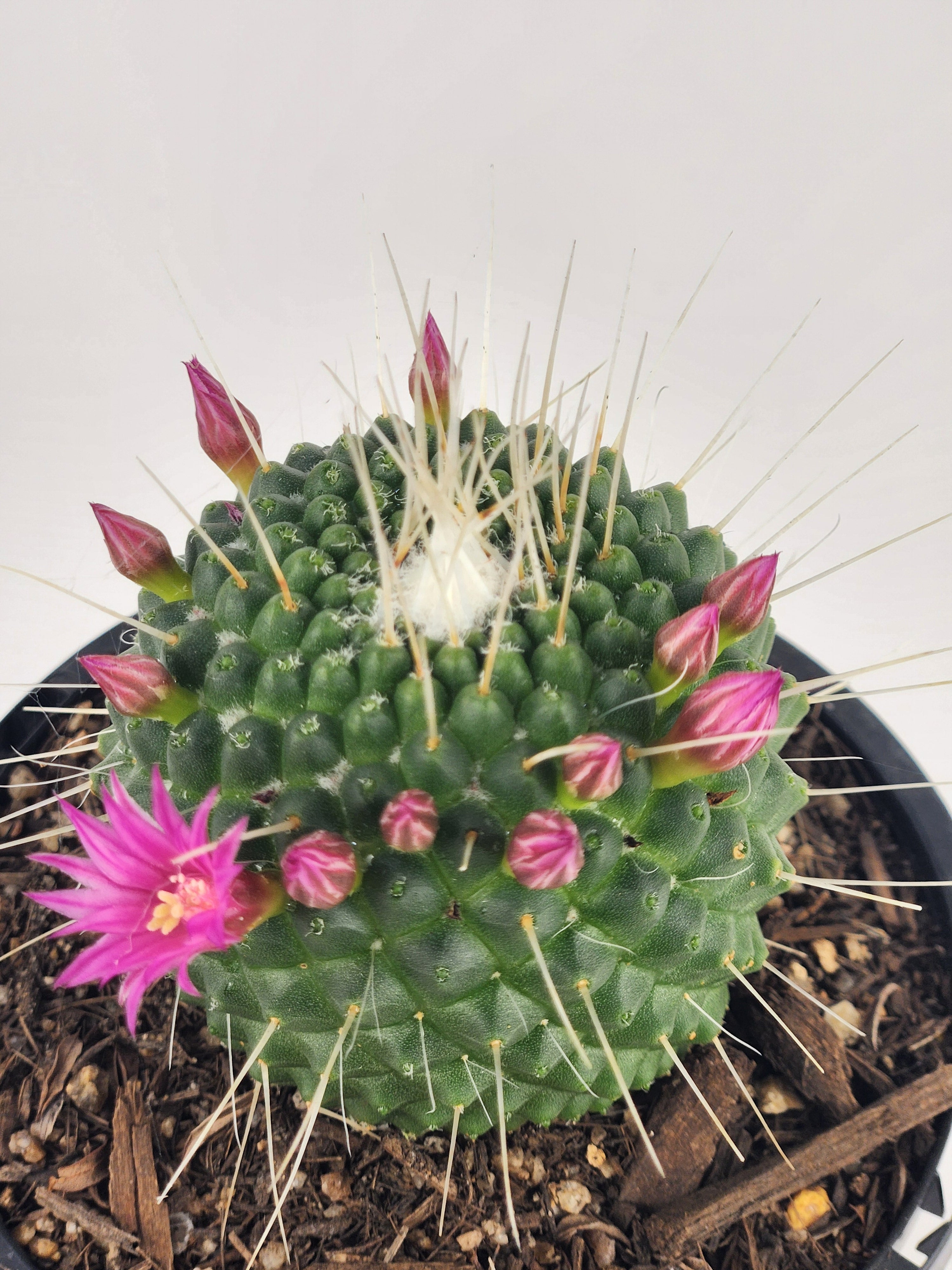 MAMMILLARIA SPINOSISSIMA 'UN PICO'