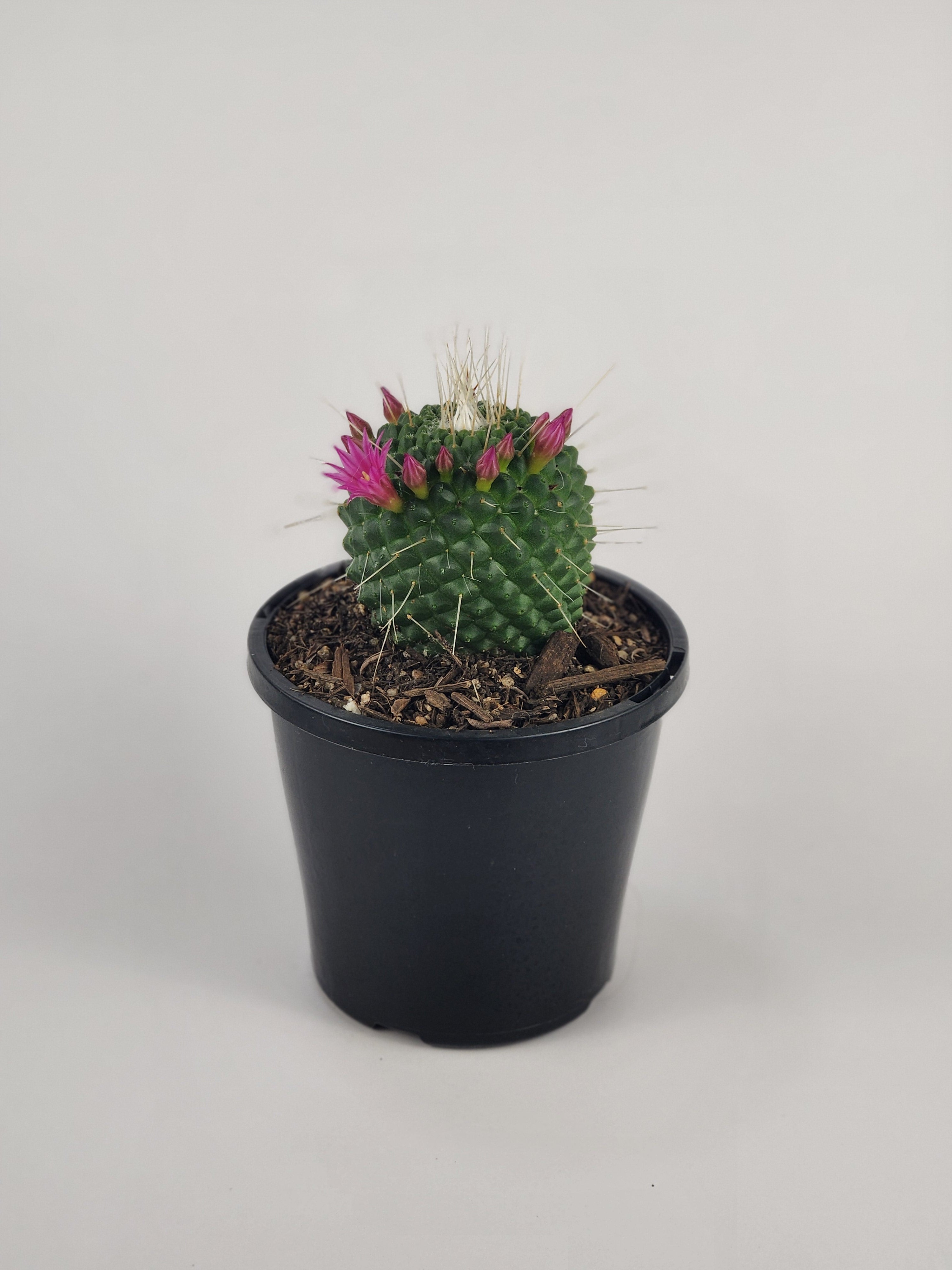 MAMMILLARIA SPINOSISSIMA 'UN PICO'