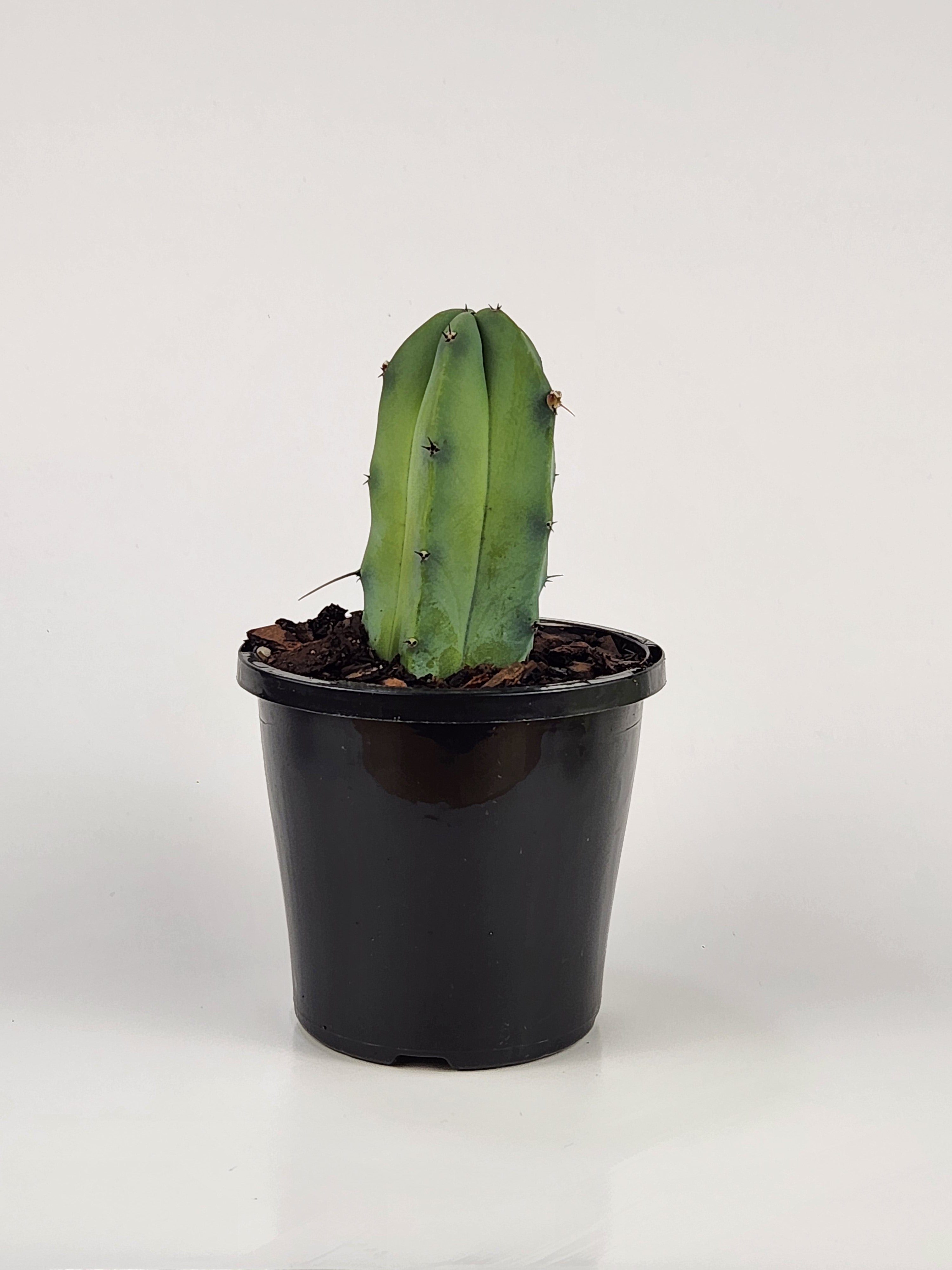 MYRTILLOCACTUS GEOMETRIZAN