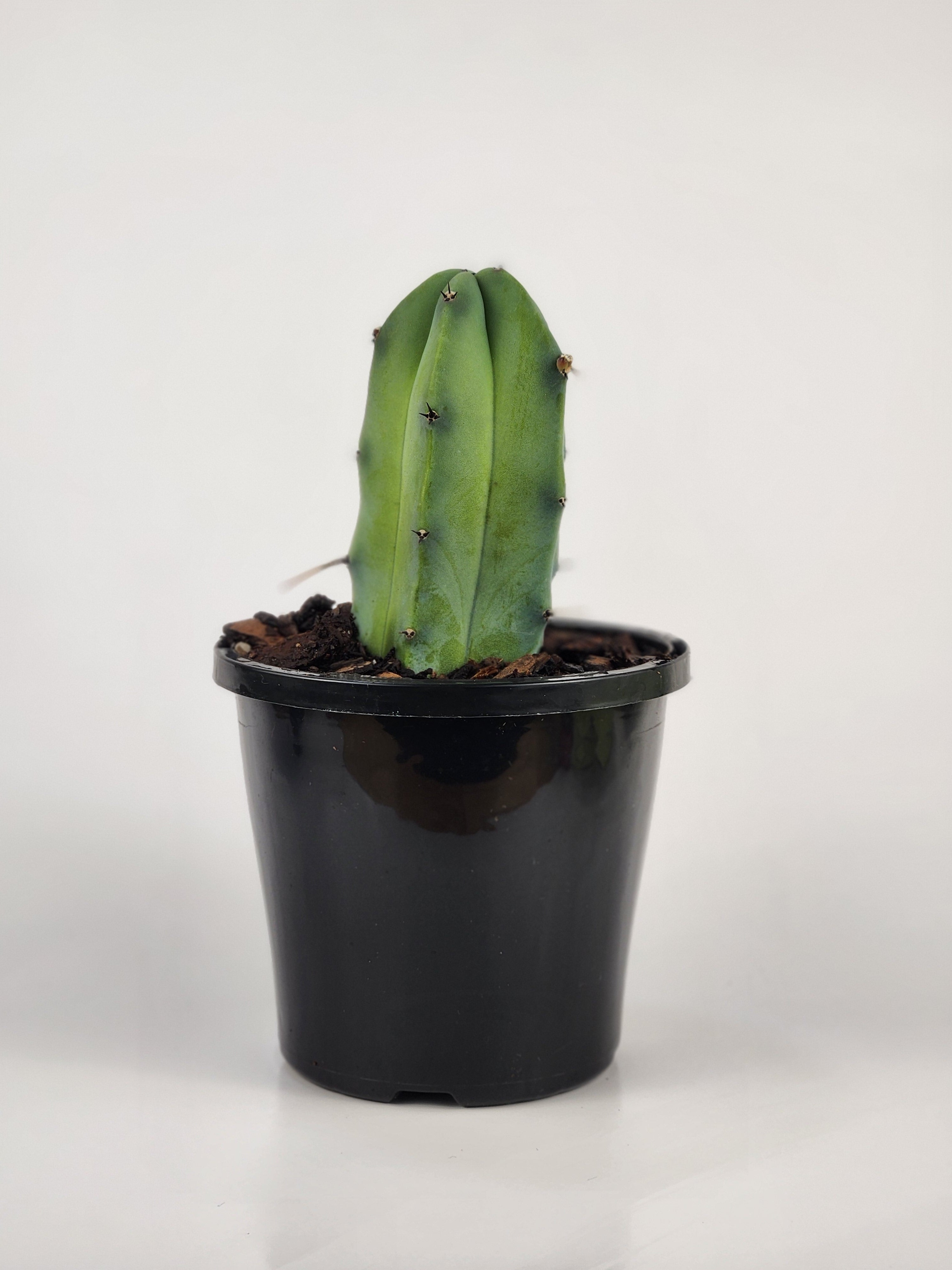 MYRTILLOCACTUS GEOMETRIZAN