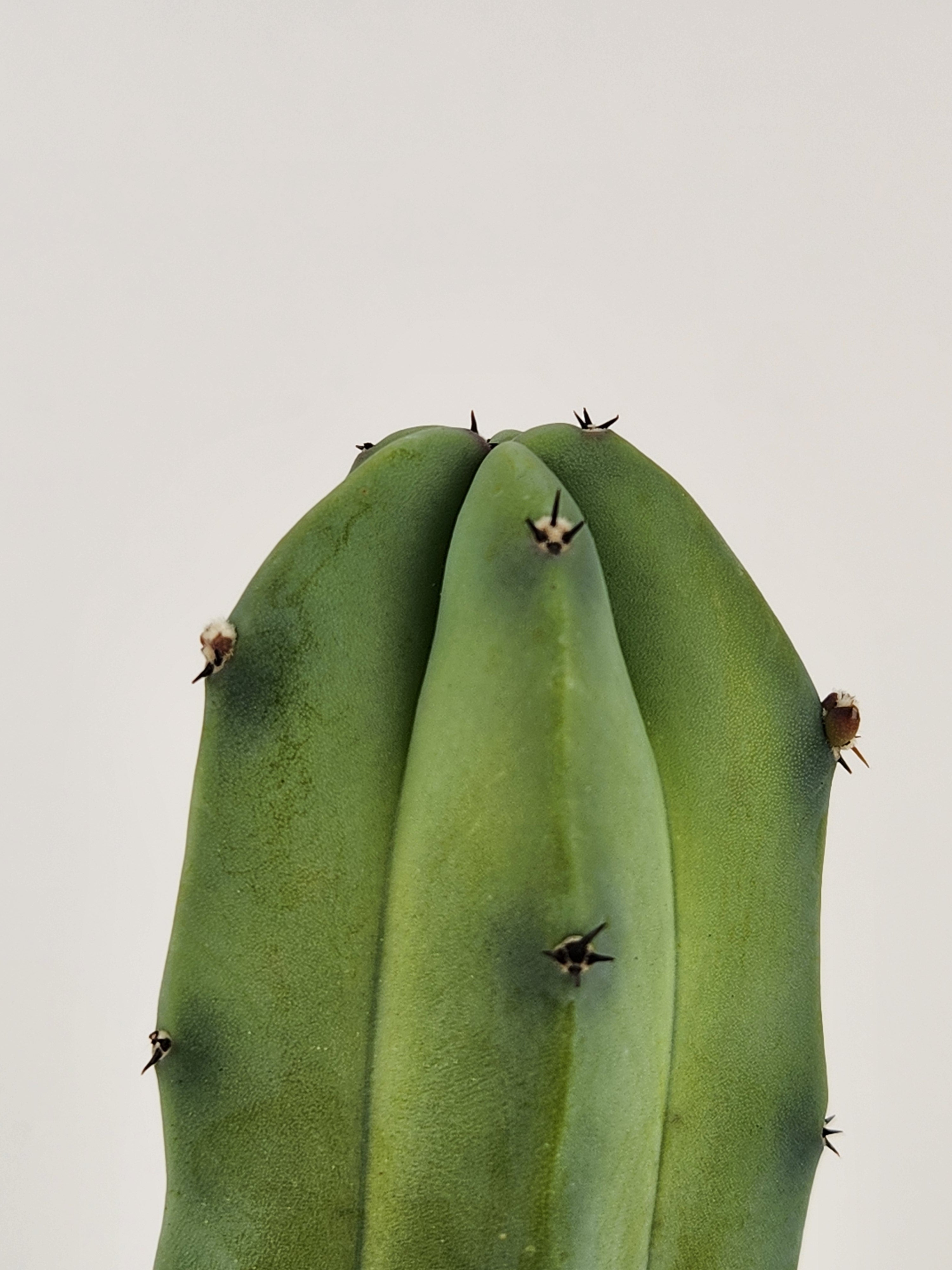 MYRTILLOCACTUS GEOMETRIZAN