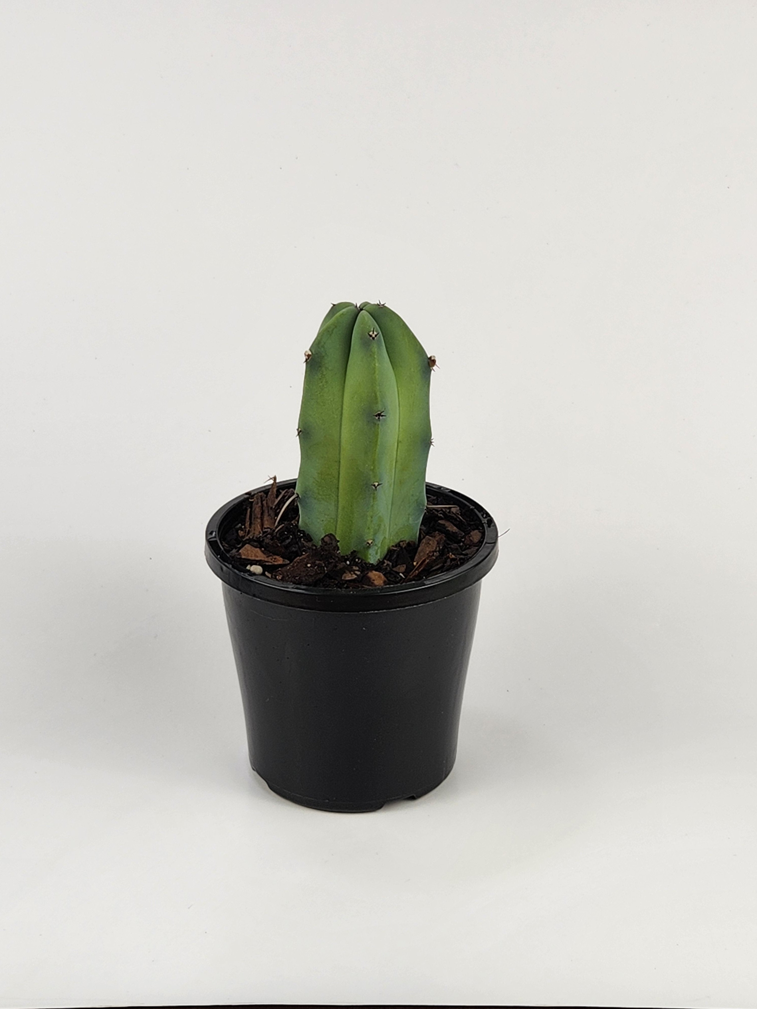 MYRTILLOCACTUS GEOMETRIZAN