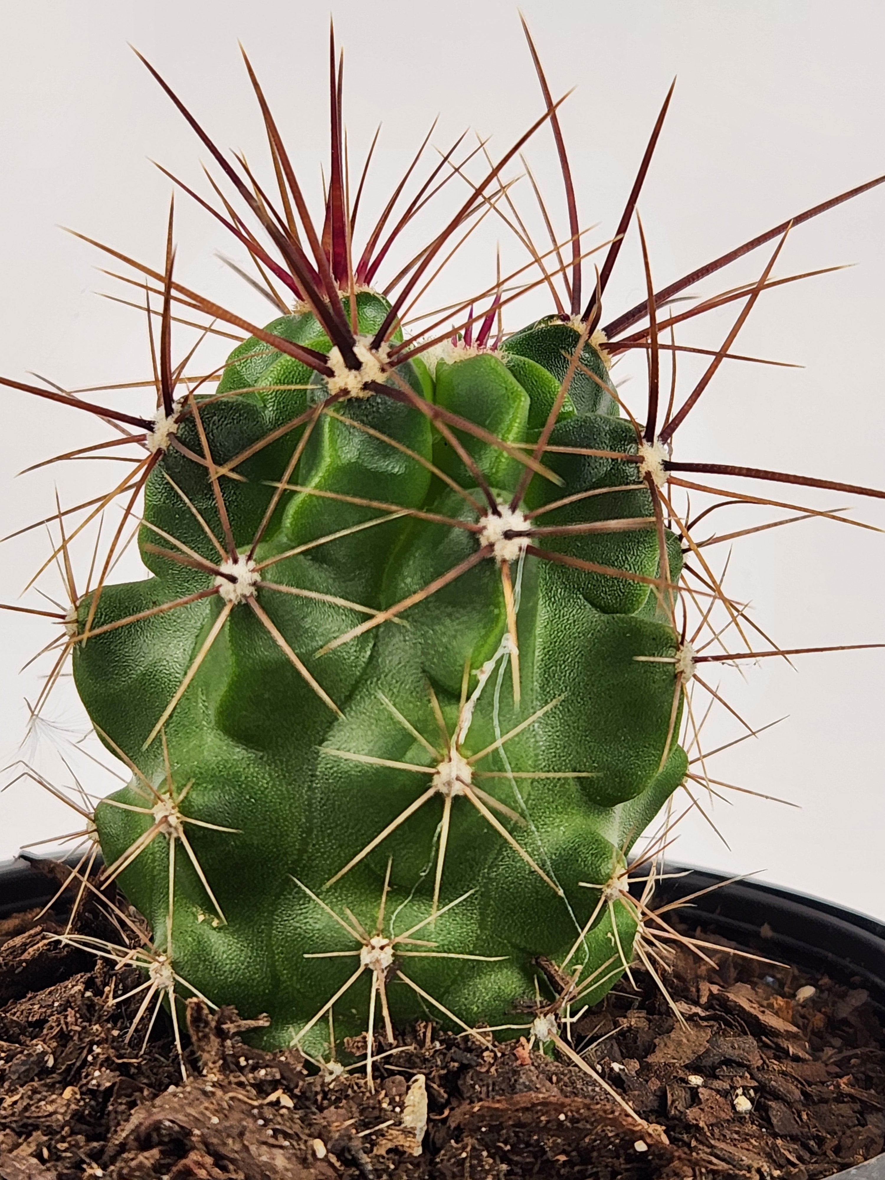 FEROCACTUS ROBUSTUS