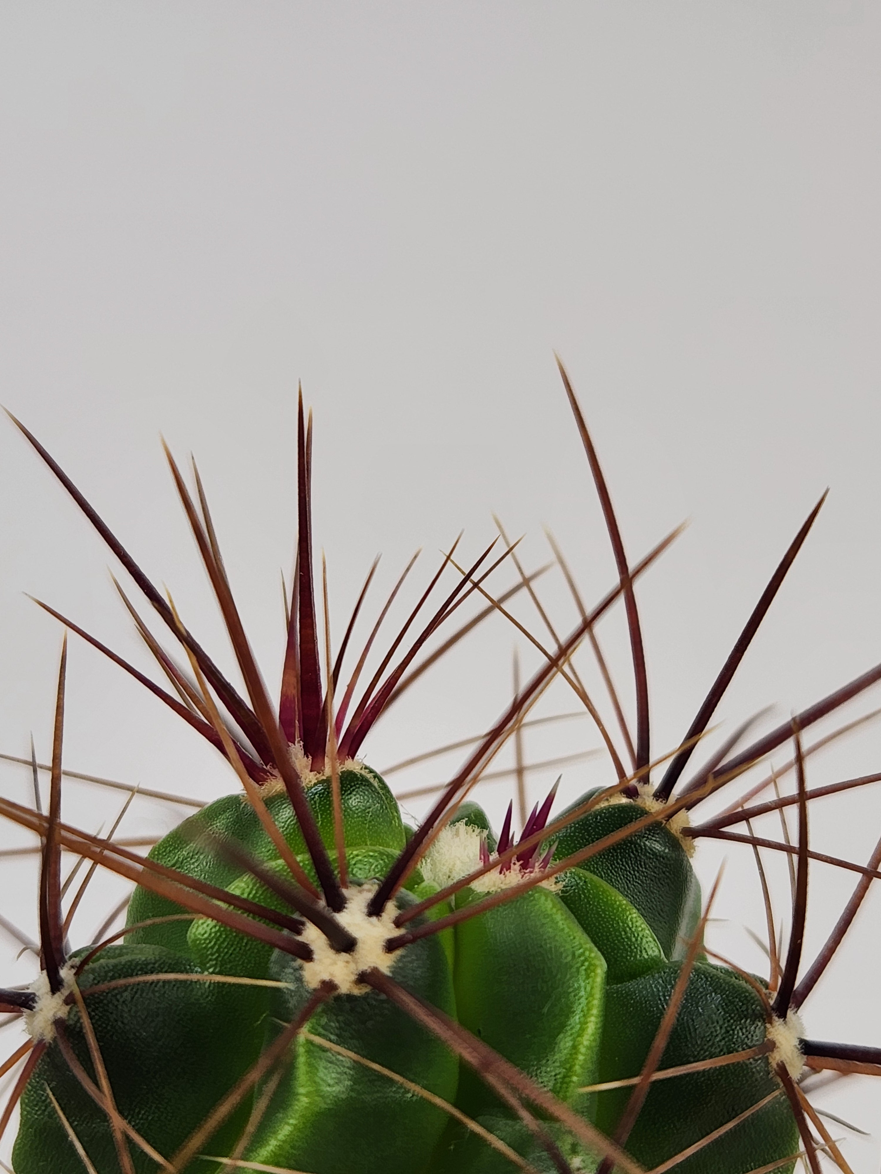 FEROCACTUS ROBUSTUS