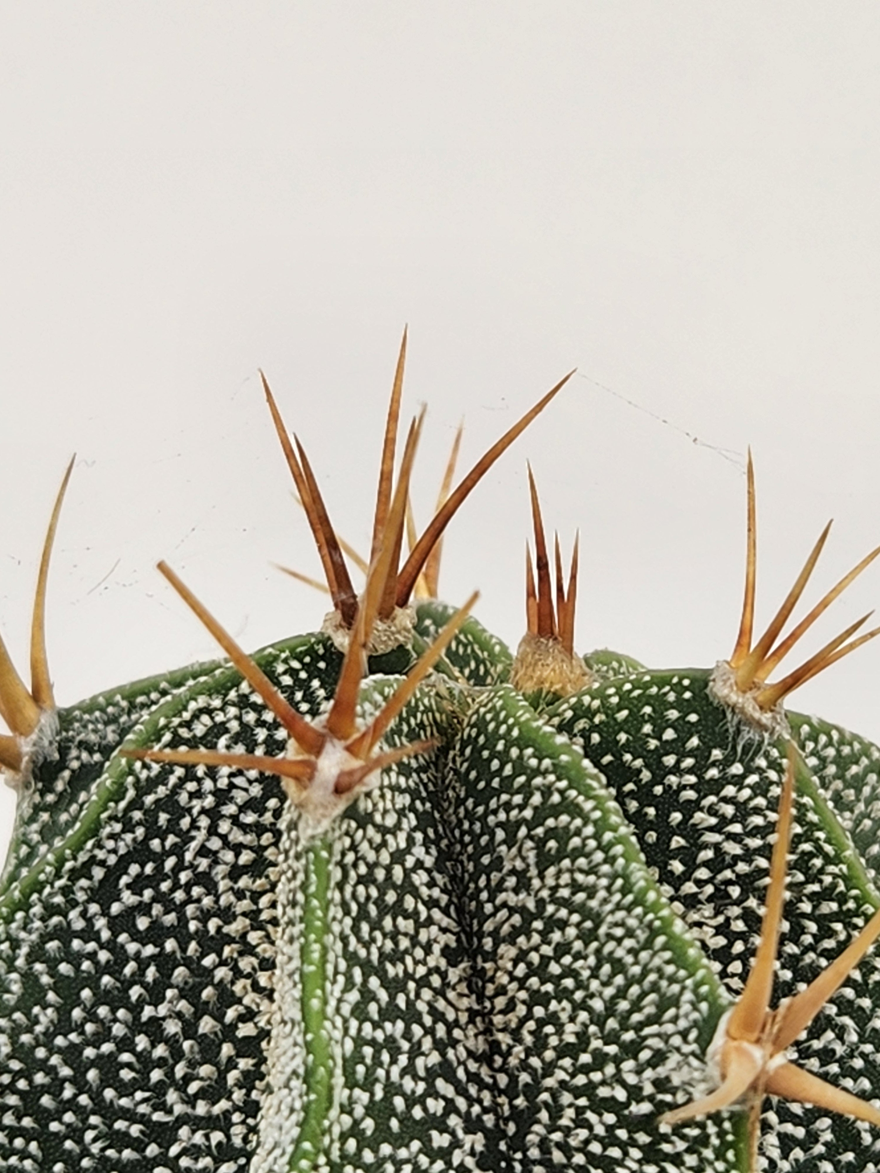 ASTROPHYTUM ORNATUM