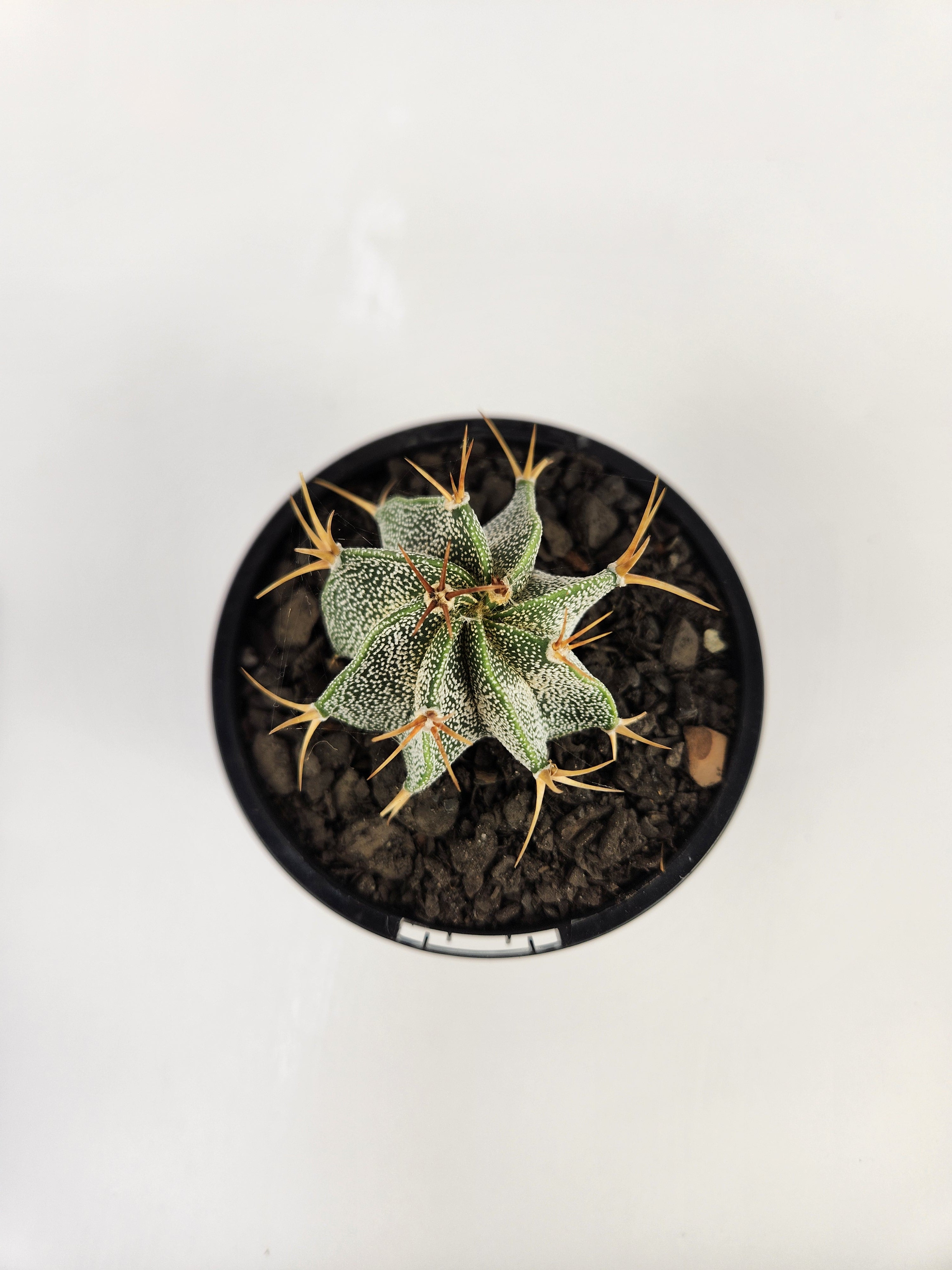 ASTROPHYTUM ORNATUM
