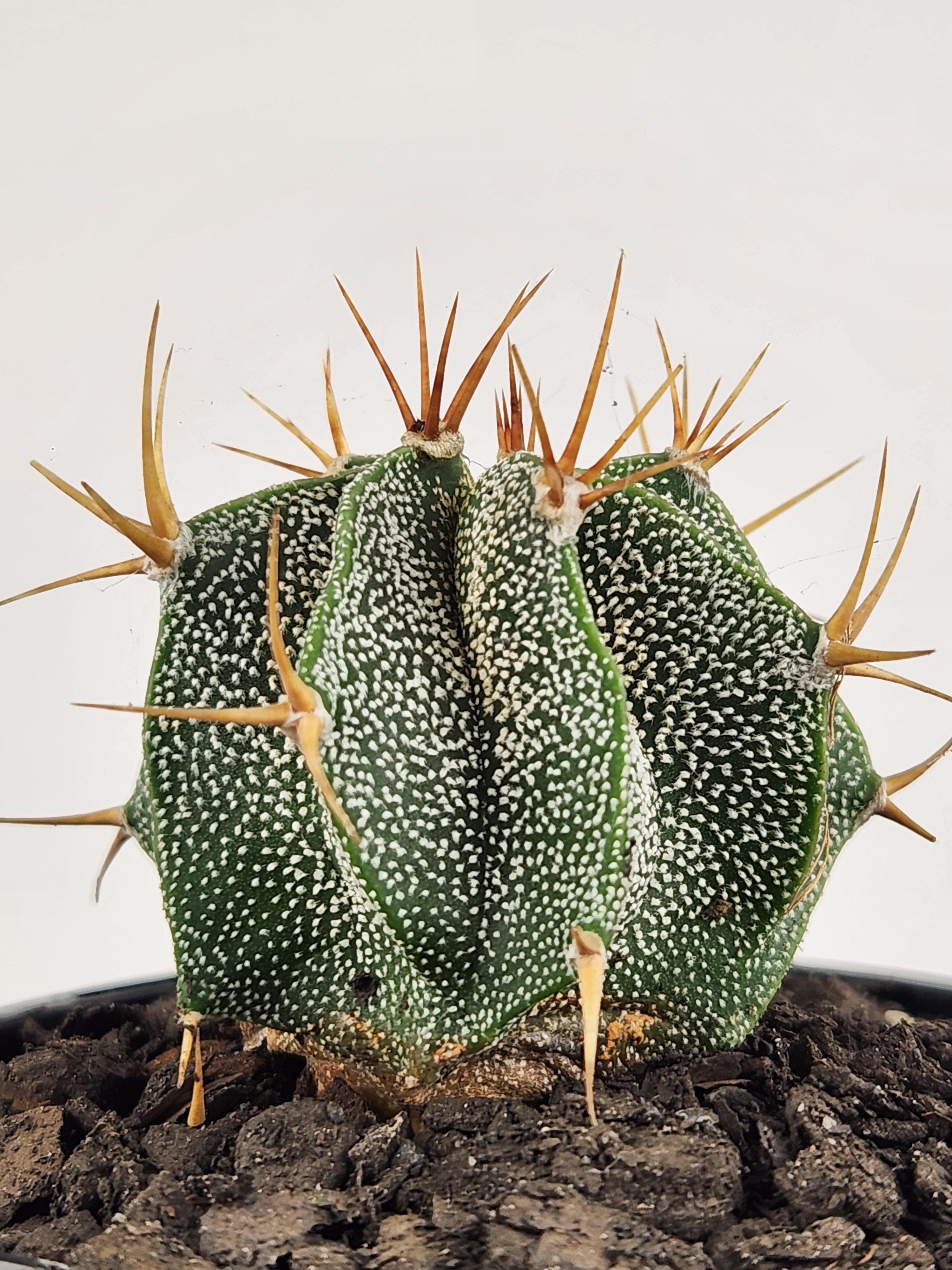 ASTROPHYTUM ORNATUM