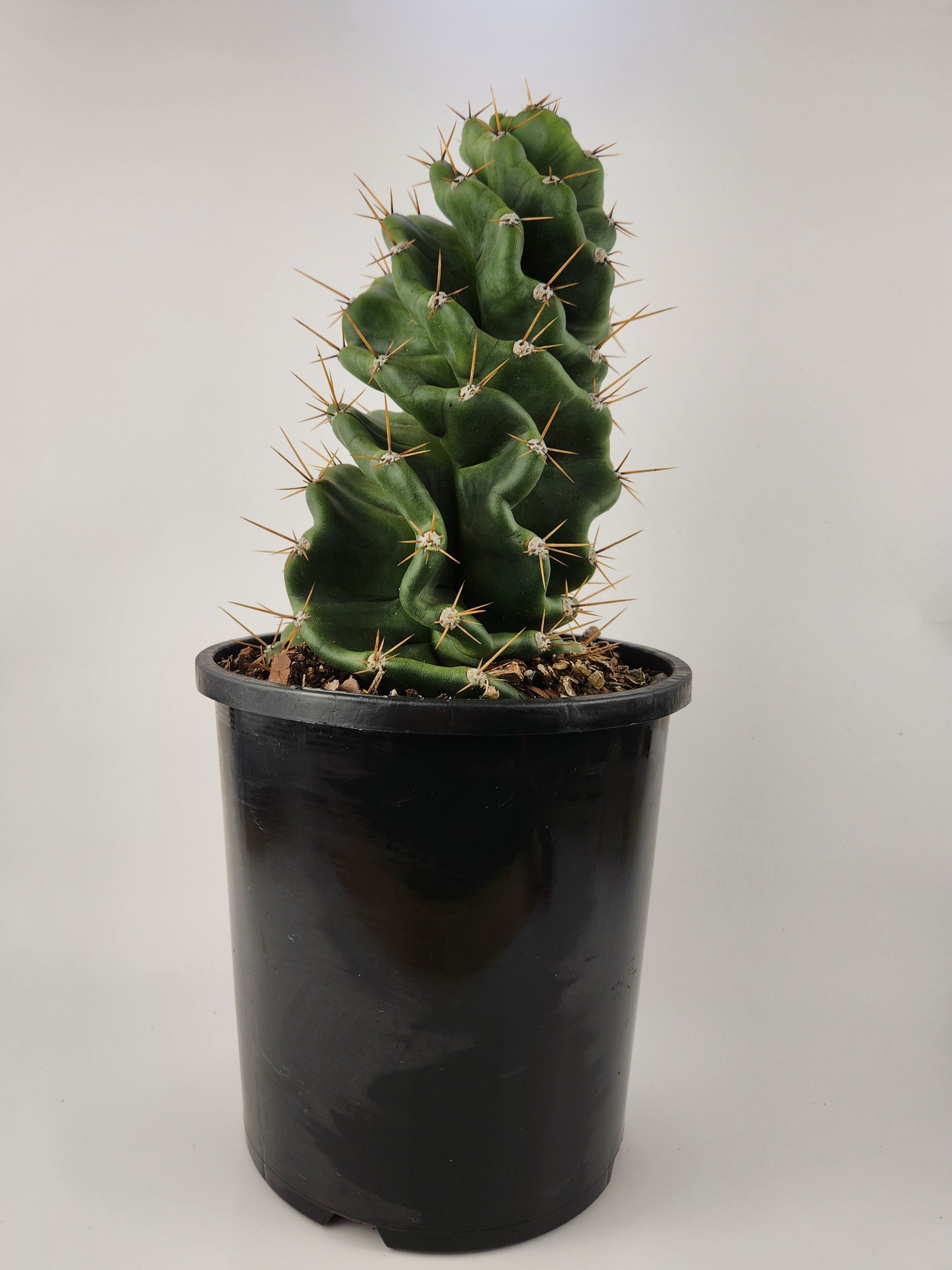 CEREUS FORBESII CV. SPIRALIS