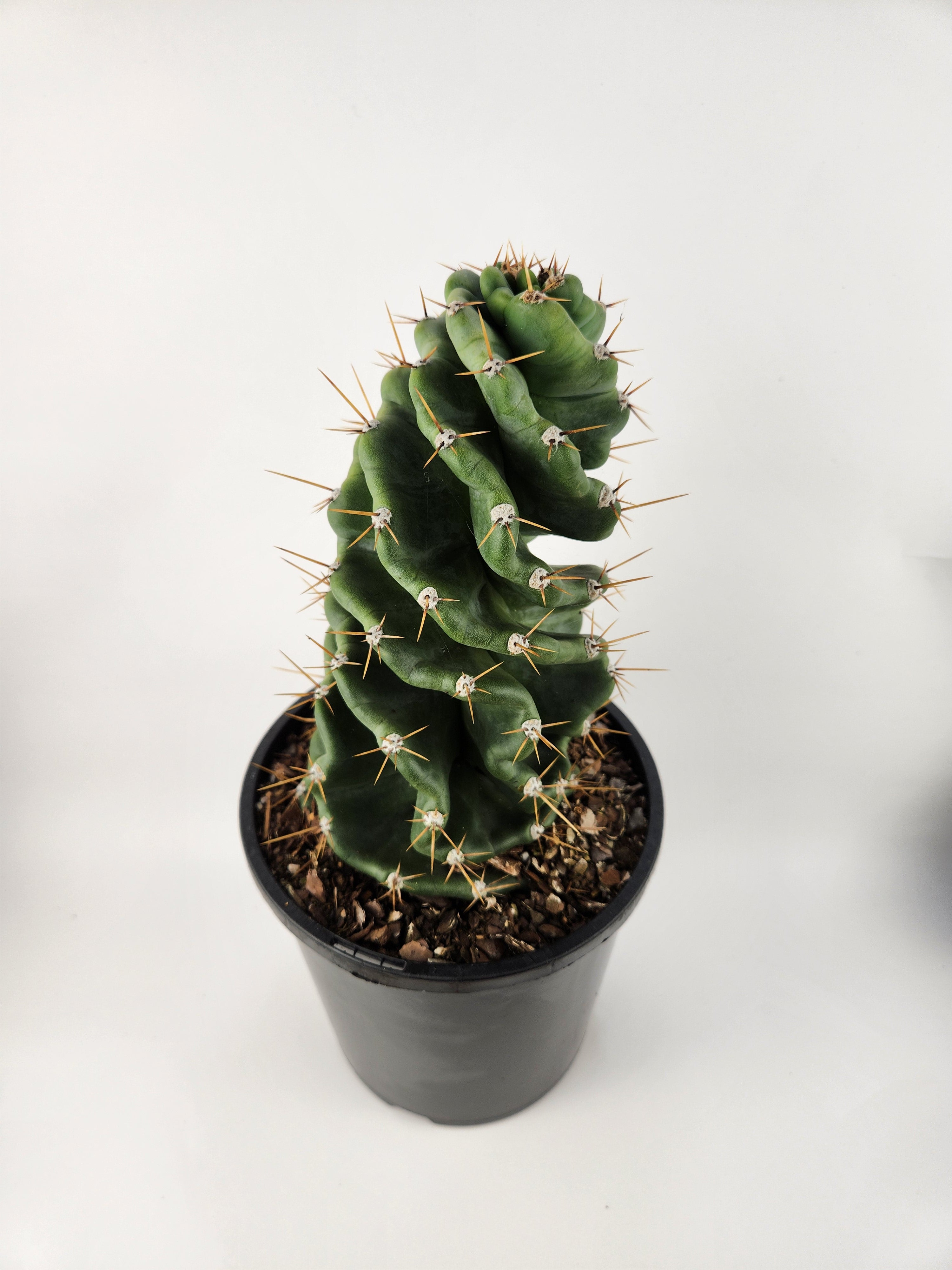 CEREUS FORBESII CV. SPIRALIS