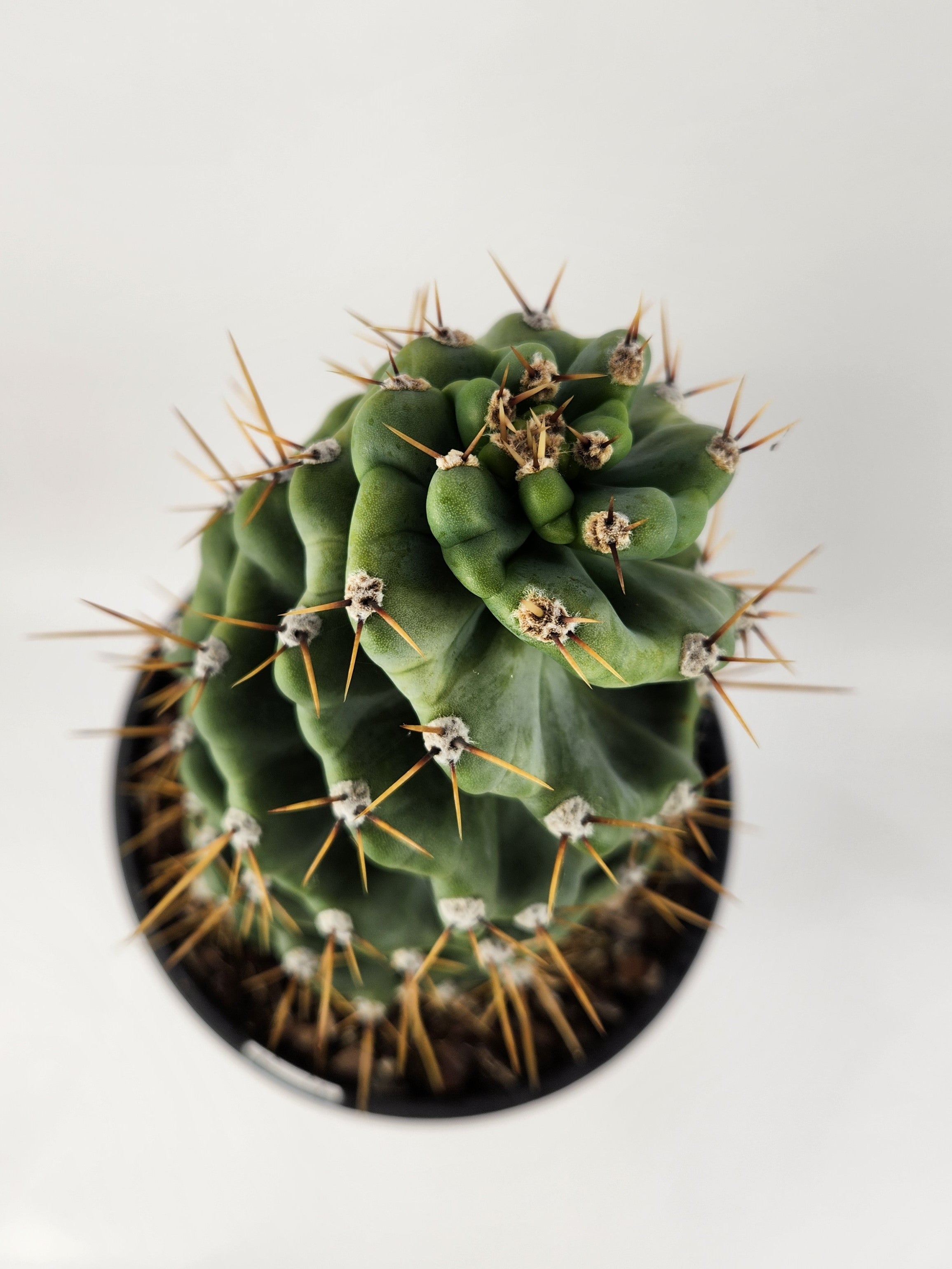 CEREUS FORBESII CV. SPIRALIS