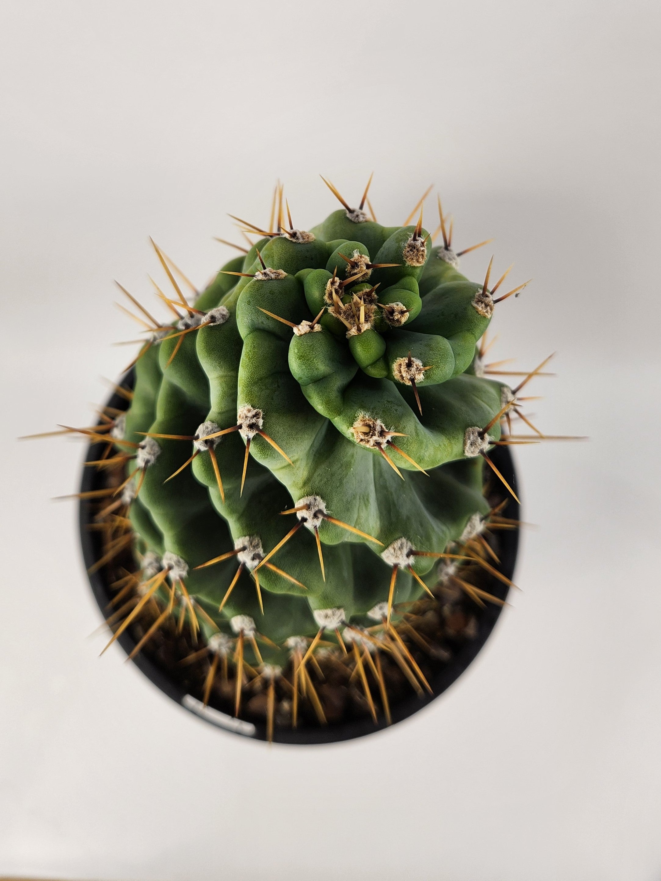CEREUS FORBESII CV. SPIRALIS