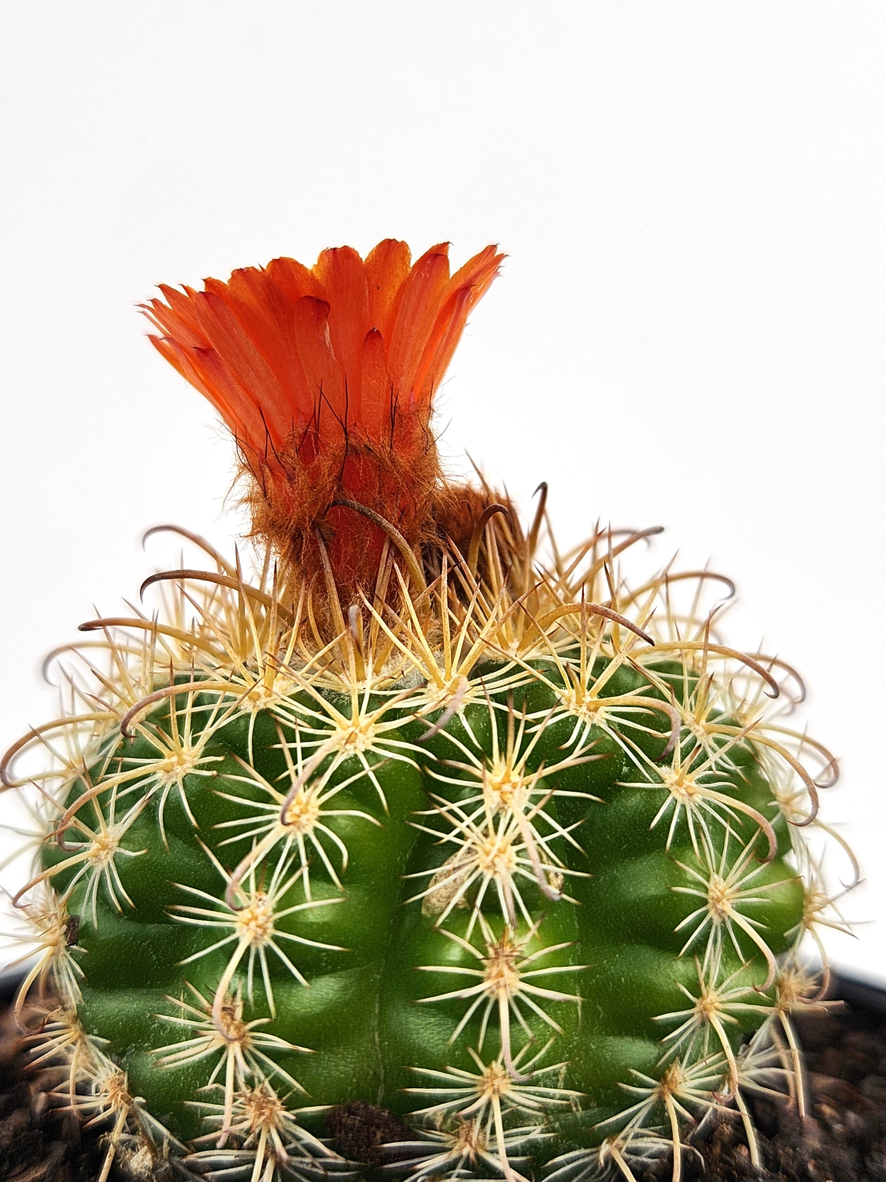 PARODIA MAIRANANA