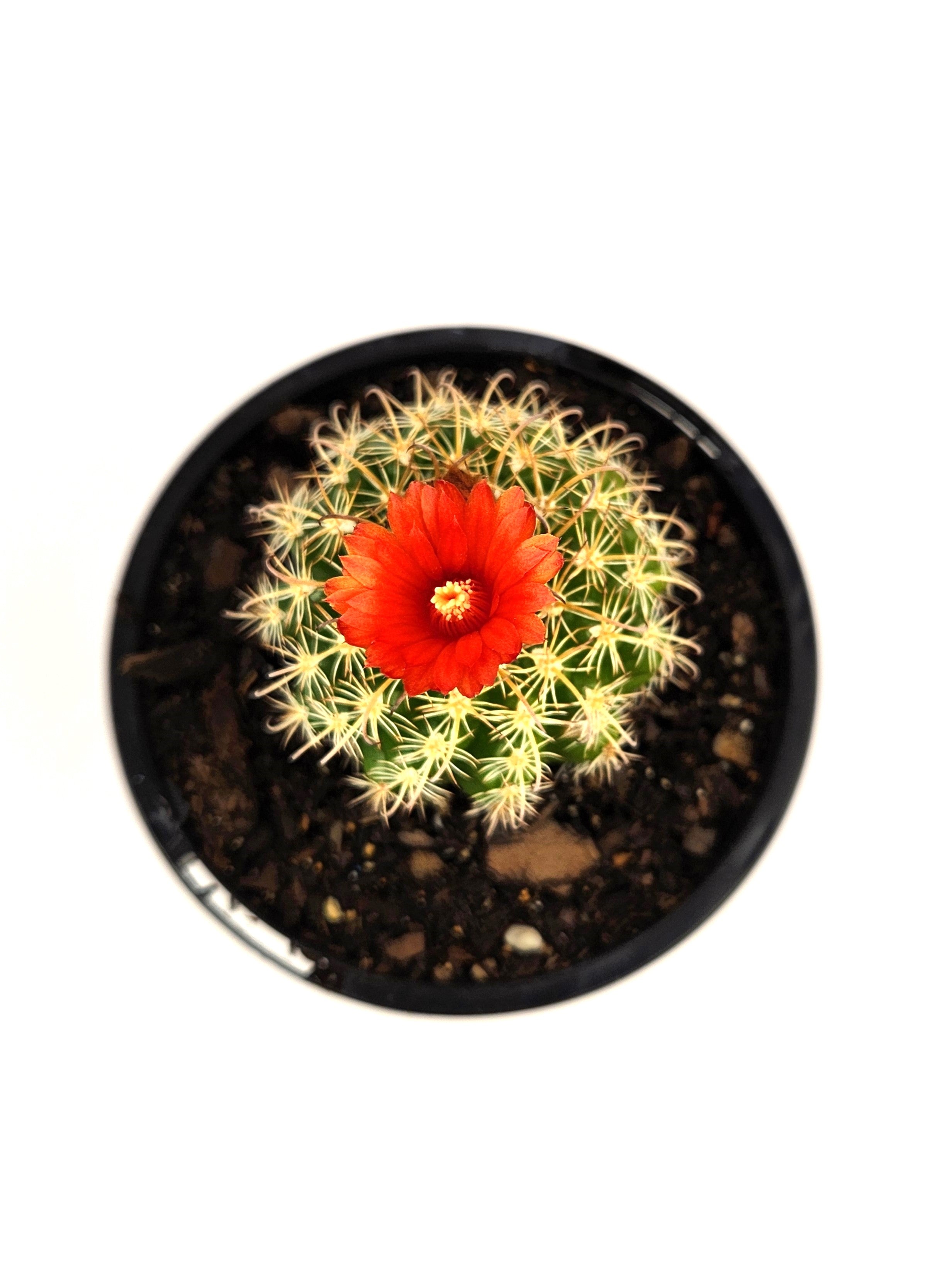 PARODIA MAIRANANA