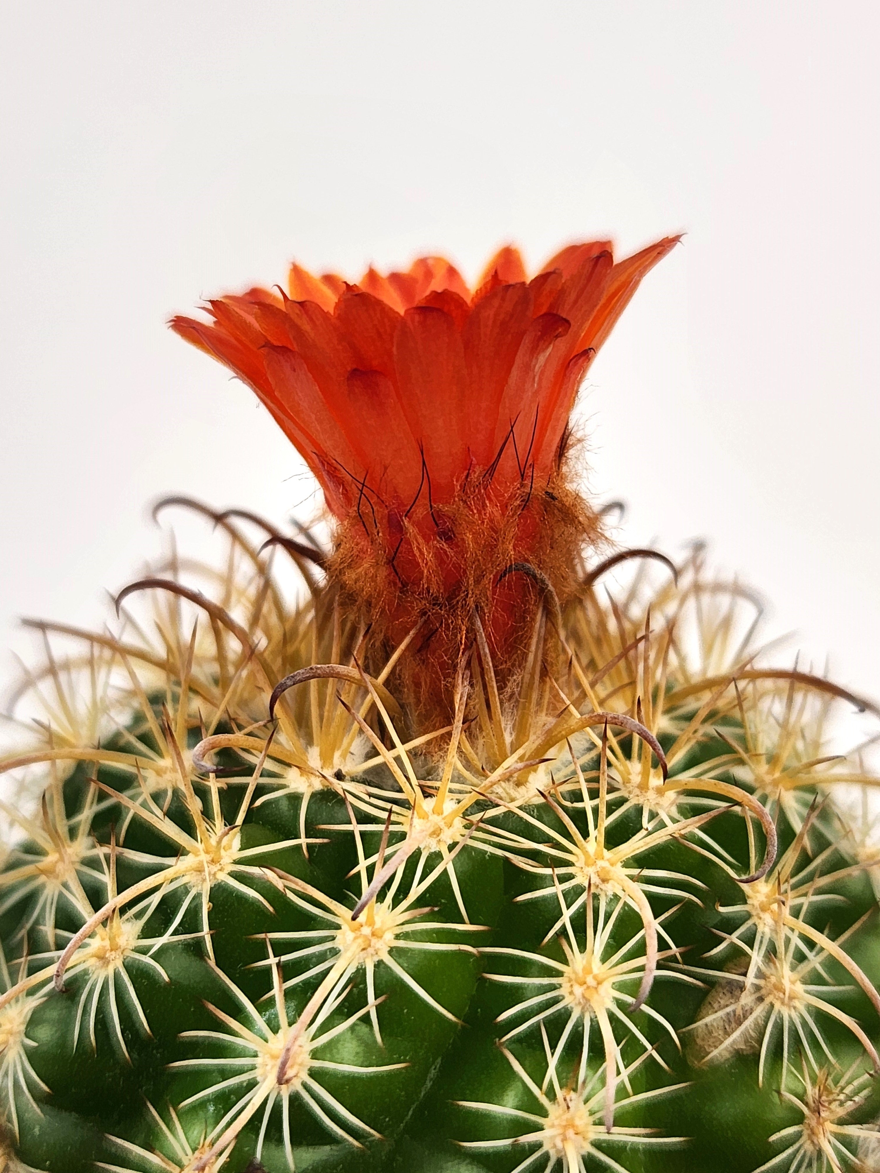 PARODIA MAIRANANA