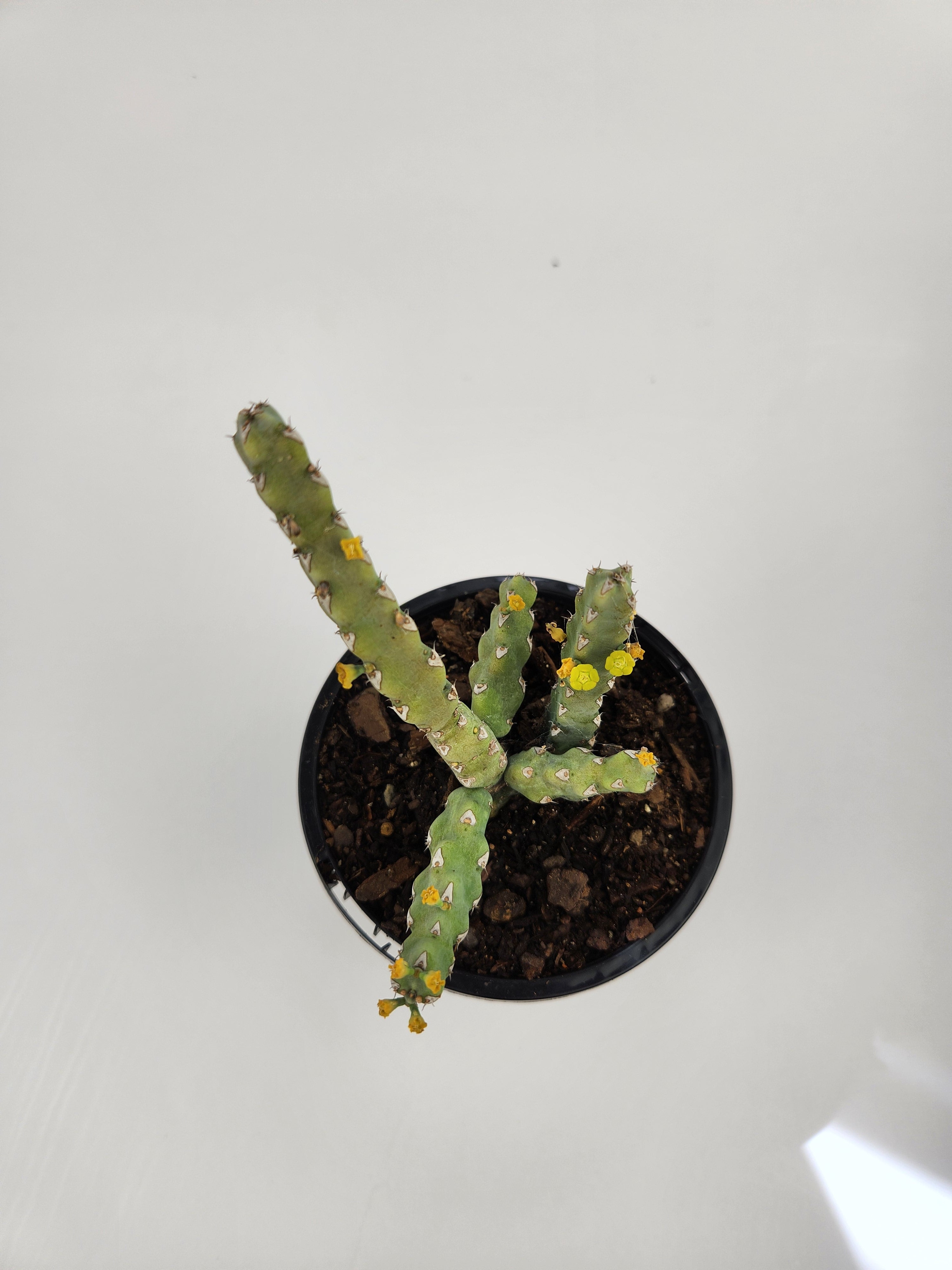 EUPHORBIA DEBILISPINA