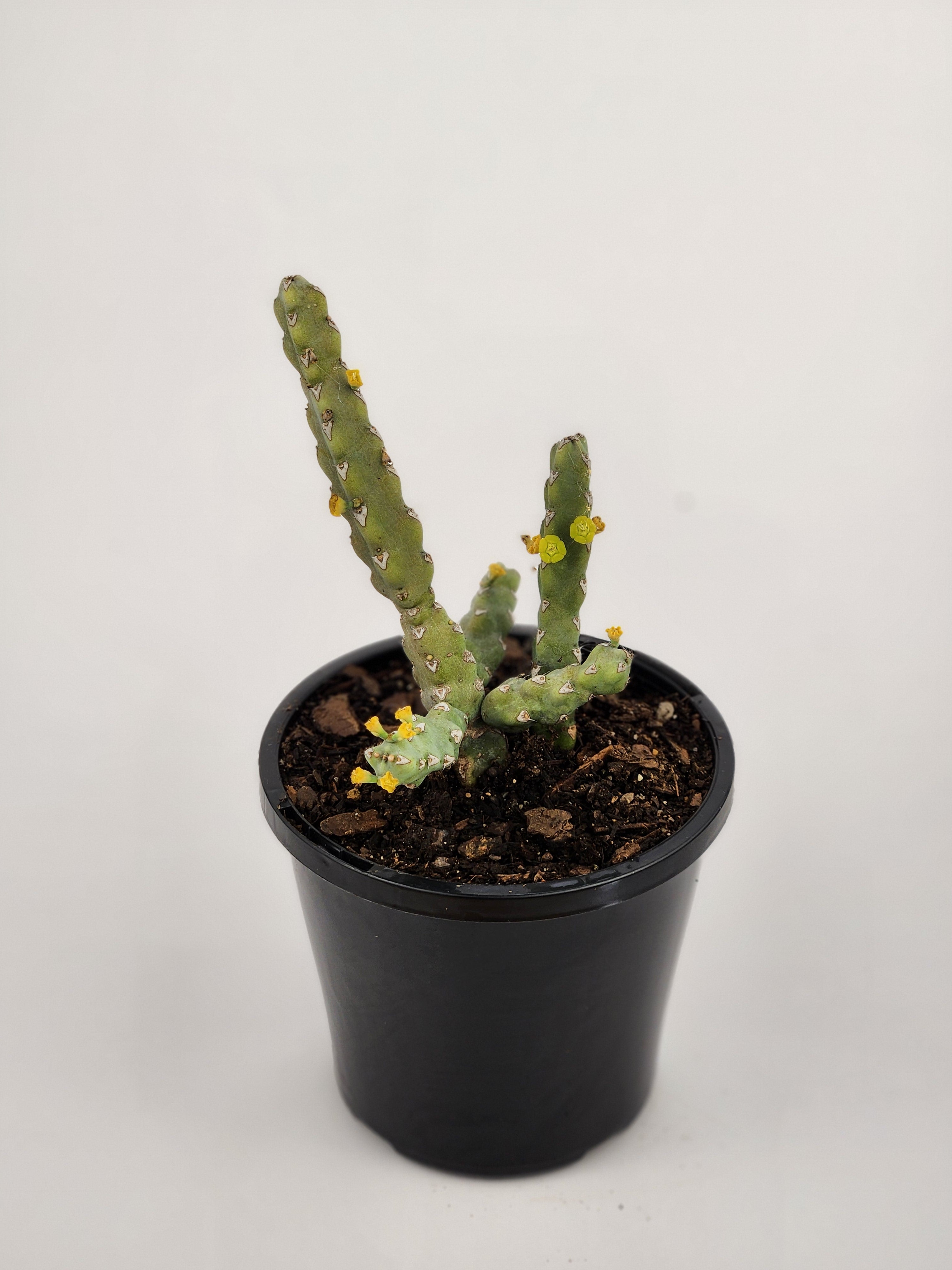 EUPHORBIA DEBILISPINA