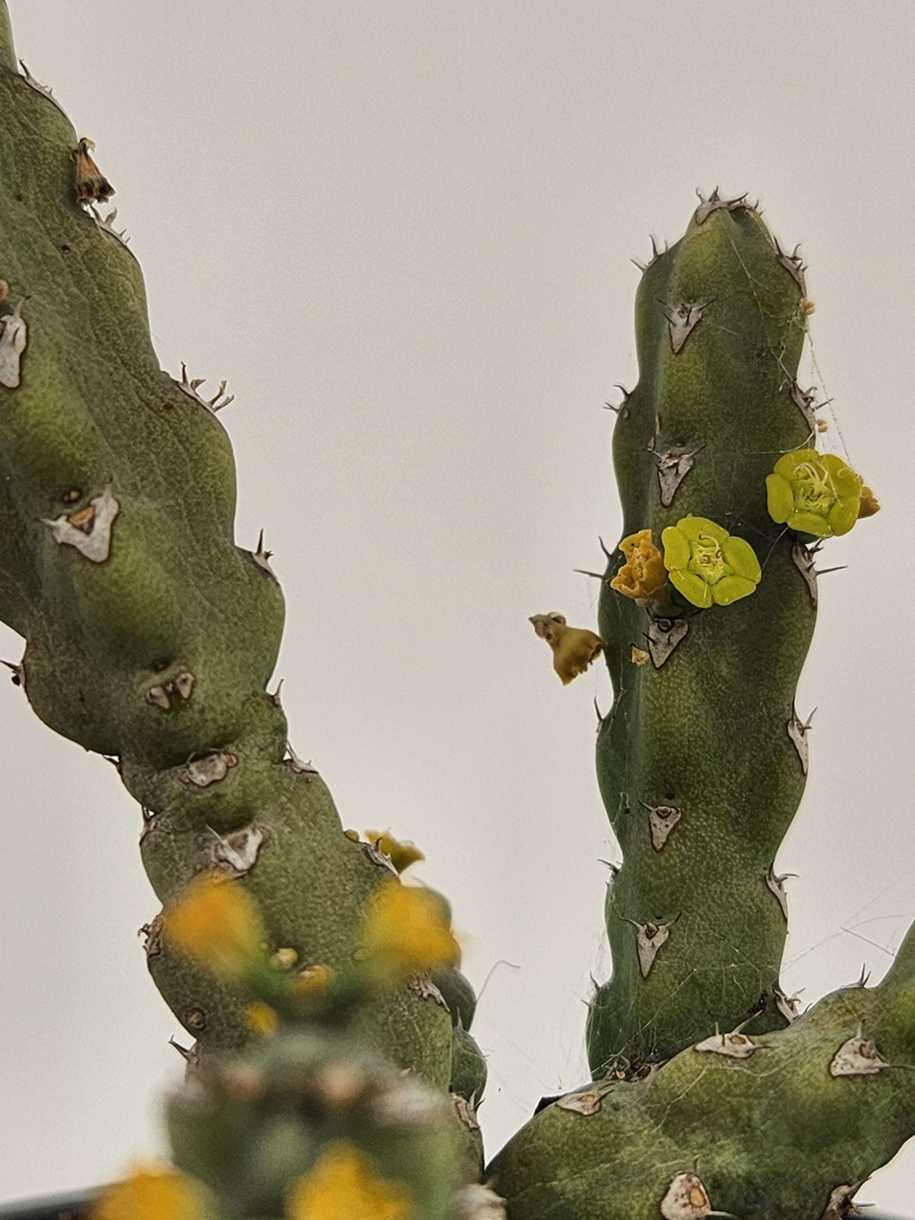 EUPHORBIA DEBILISPINA