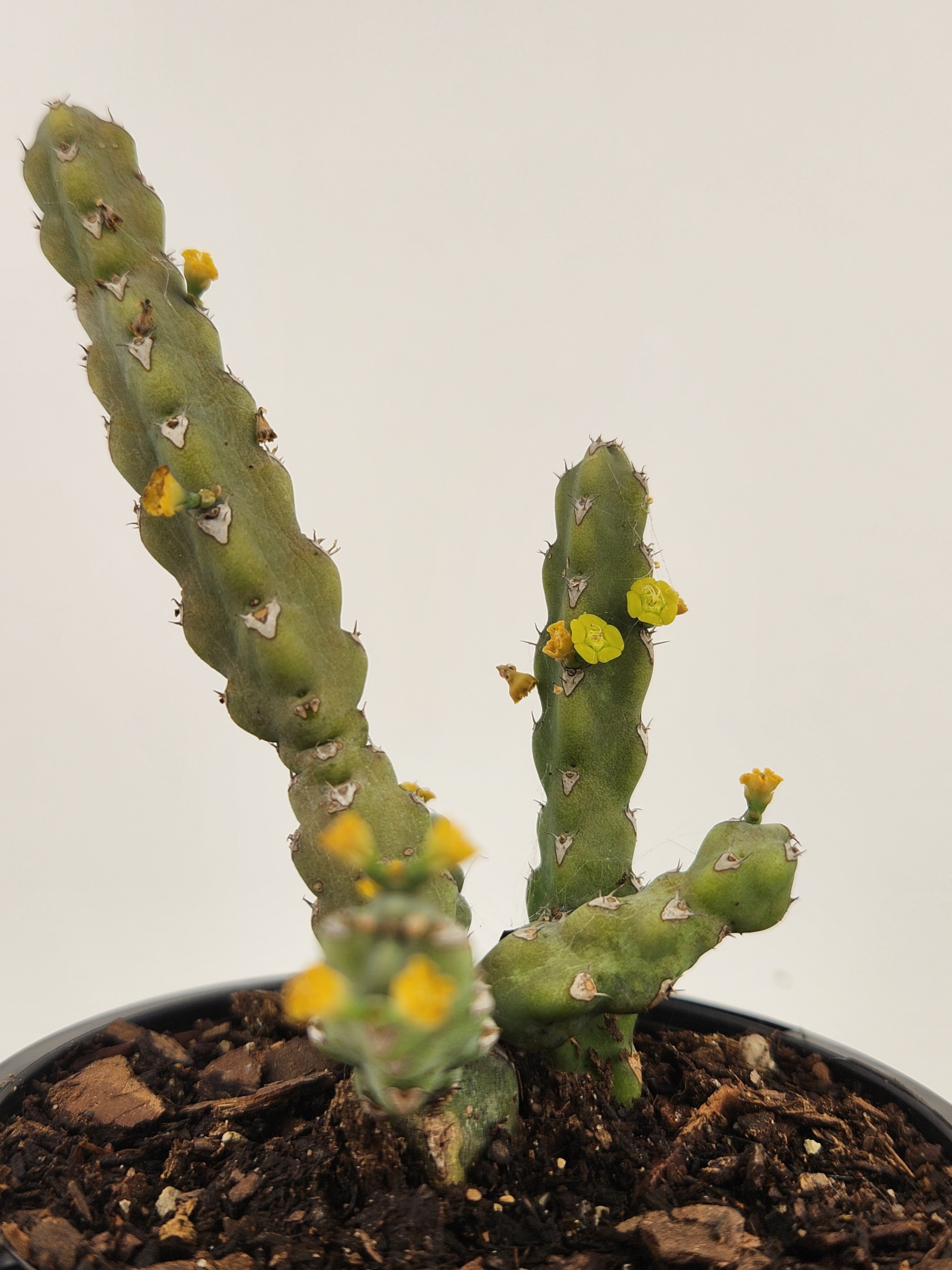 EUPHORBIA DEBILISPINA