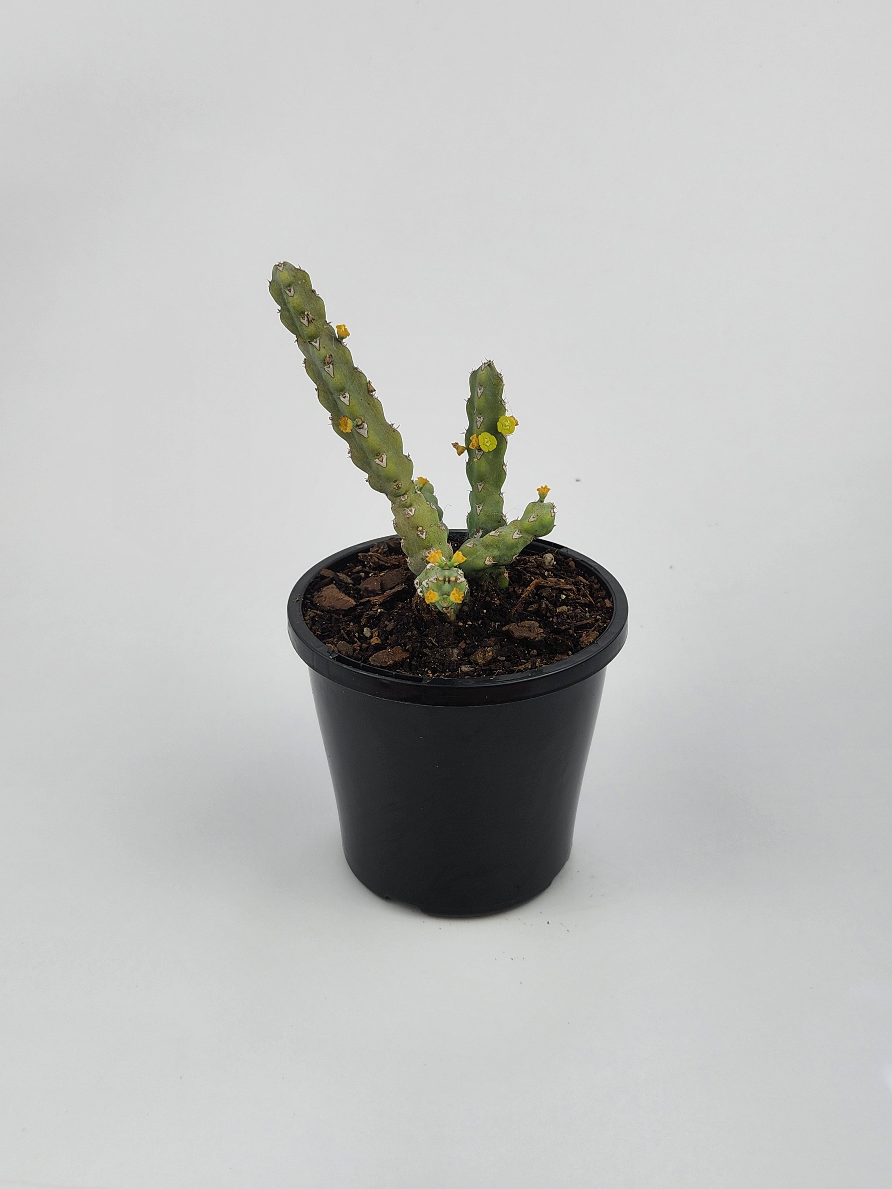 EUPHORBIA DEBILISPINA