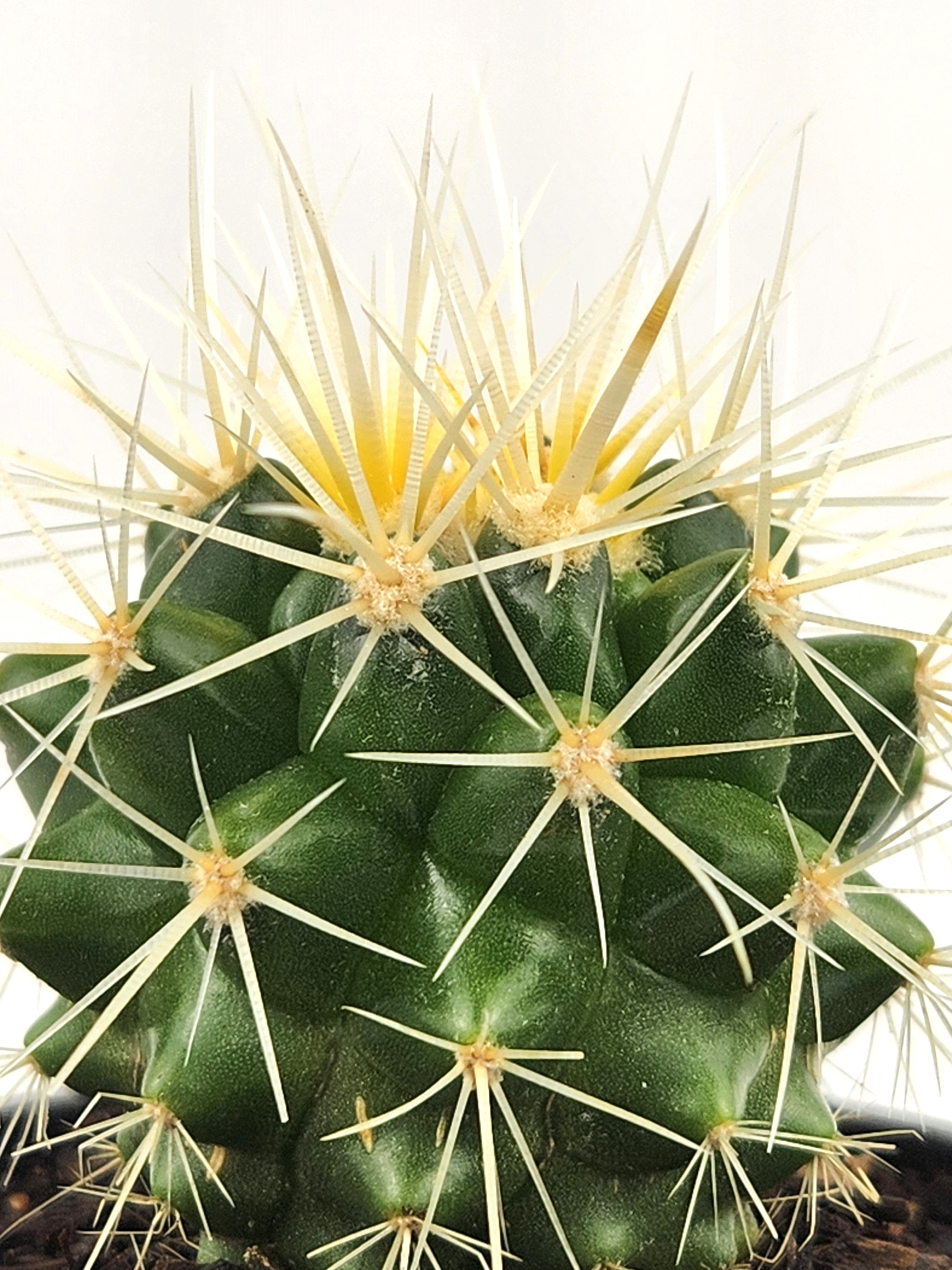 ECHINOCACTUS GRUSONII