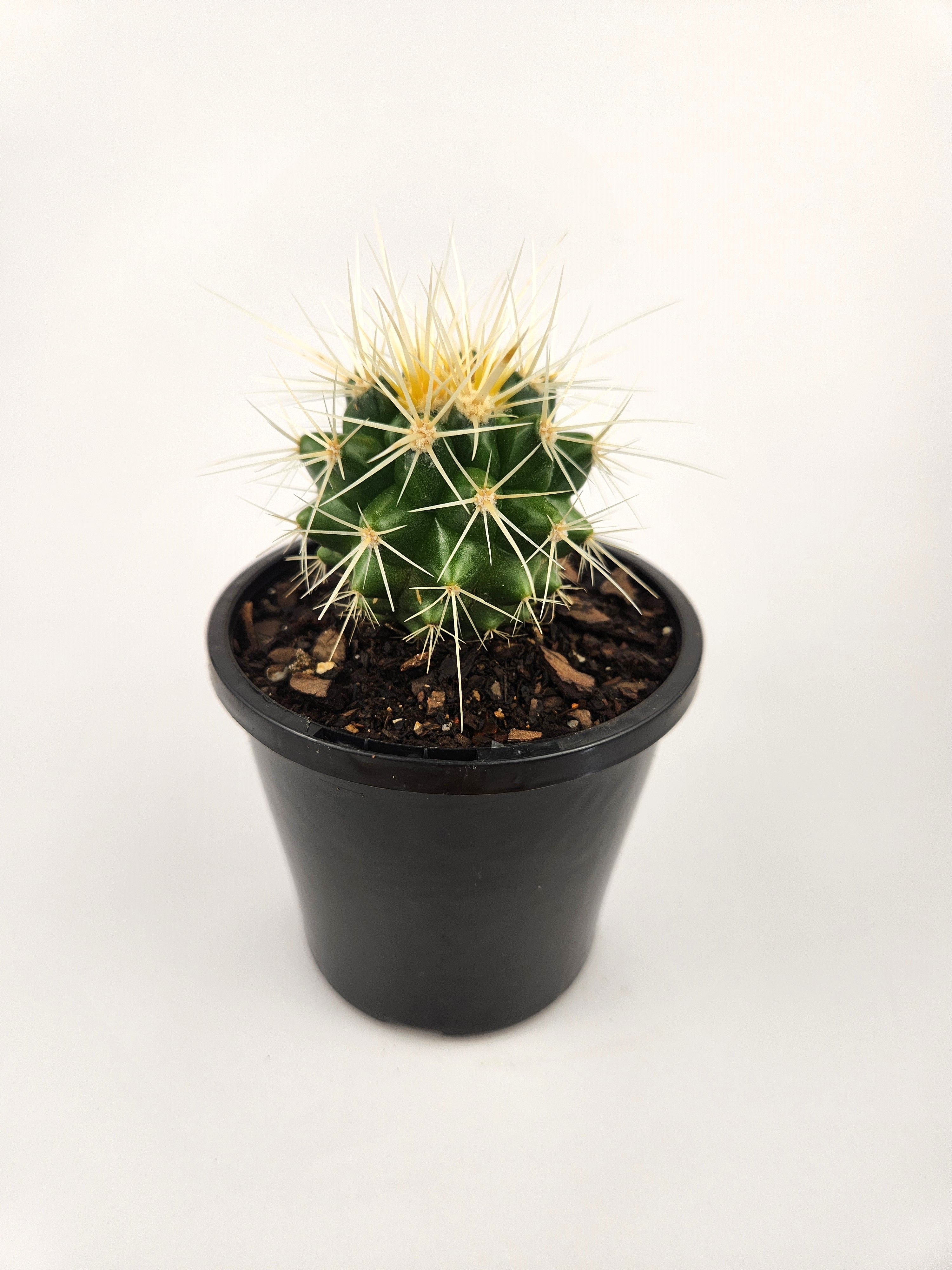 ECHINOCACTUS GRUSONII