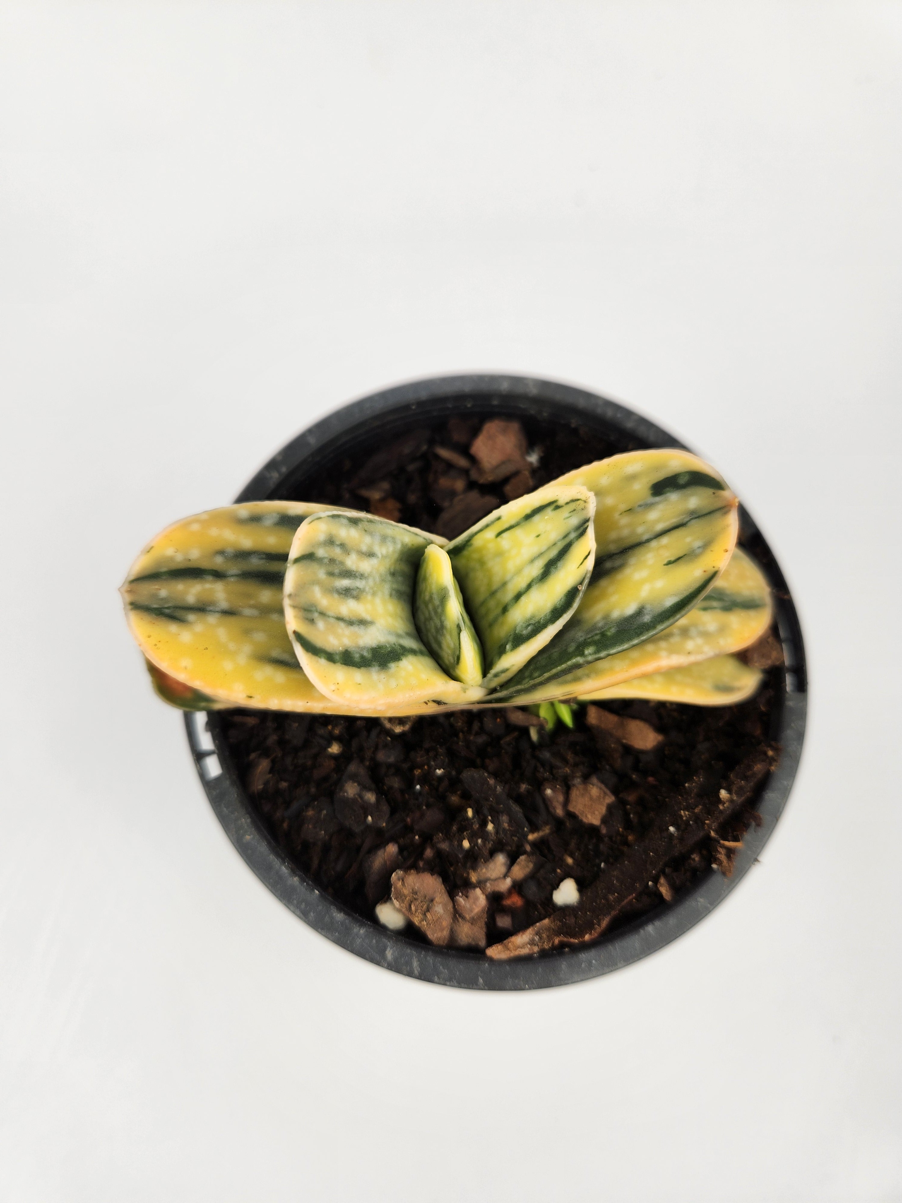 GASTERIA MINIMA F. VARIEGATA