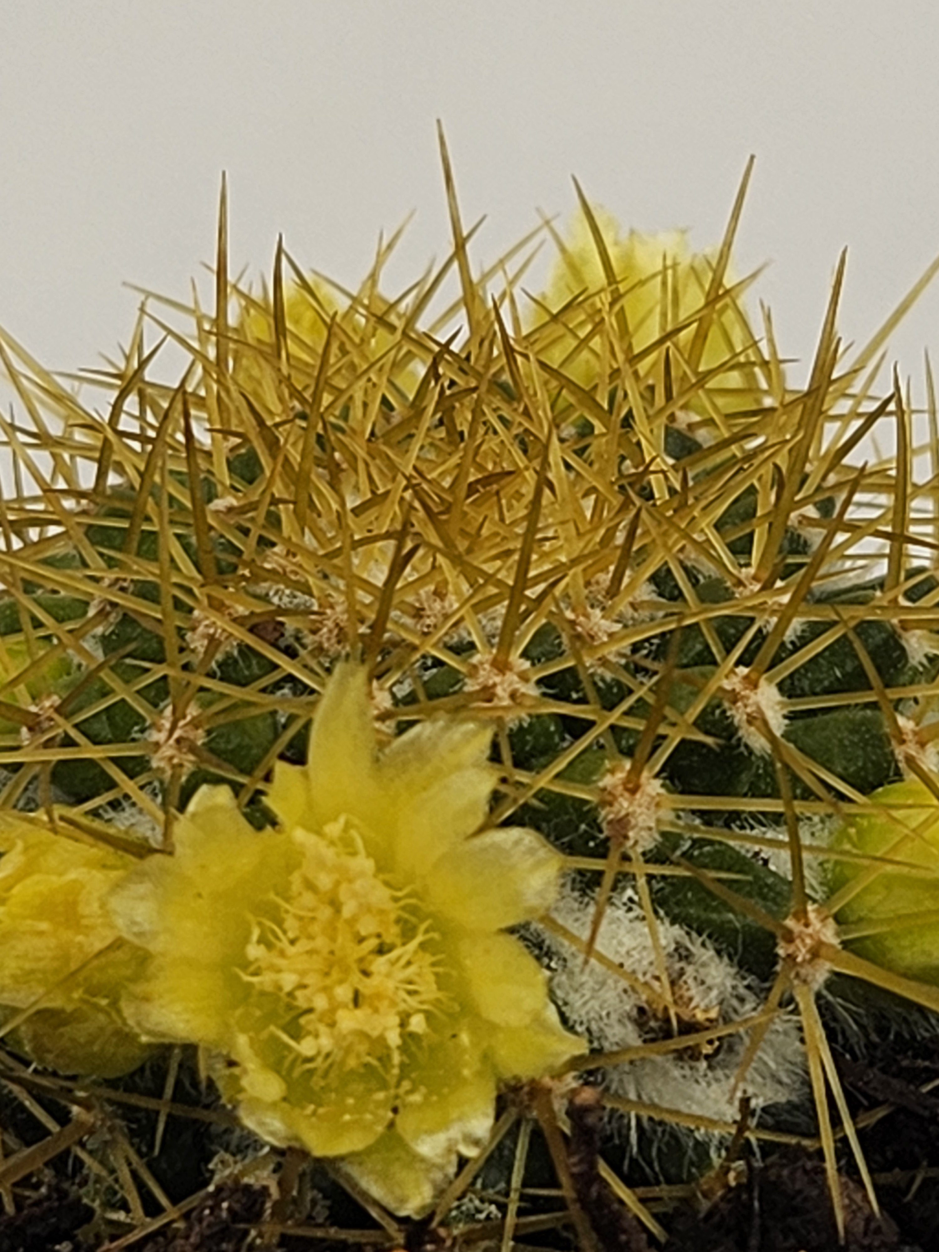 MAMMILLARIA MARKSIANA