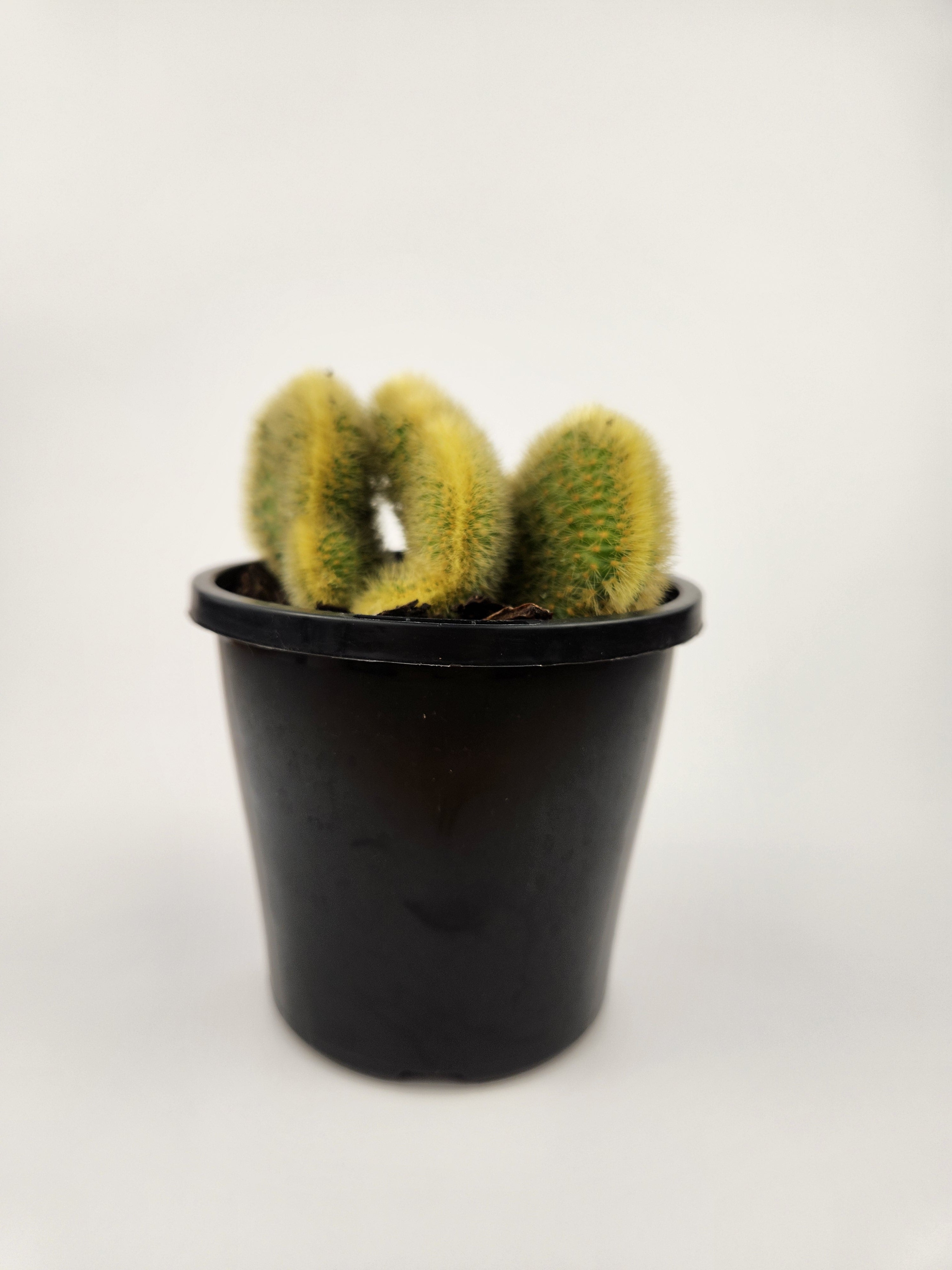 CLEISTOCACTUS WINTERI F. CRISTATUS