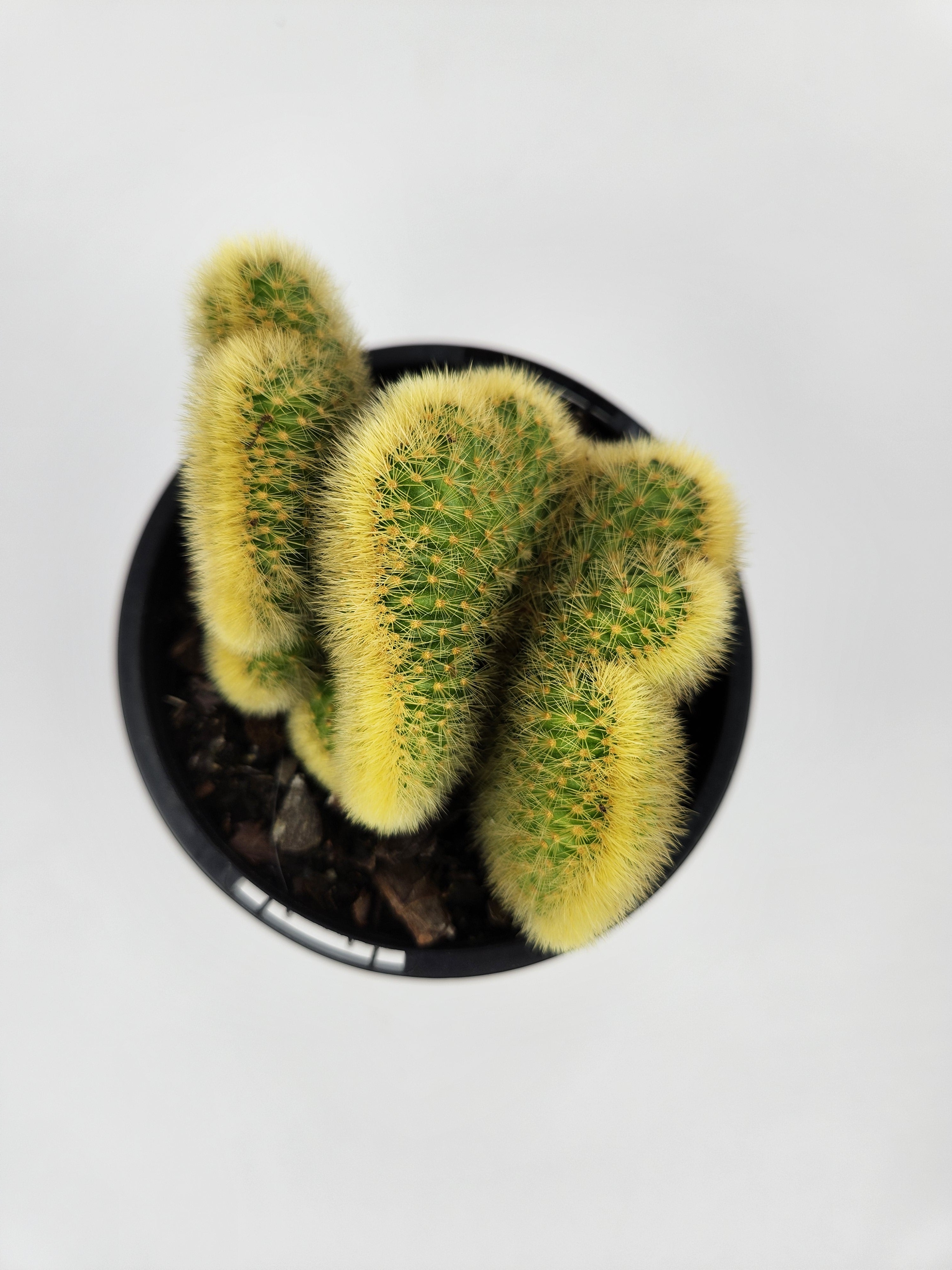 CLEISTOCACTUS WINTERI F. CRISTATUS