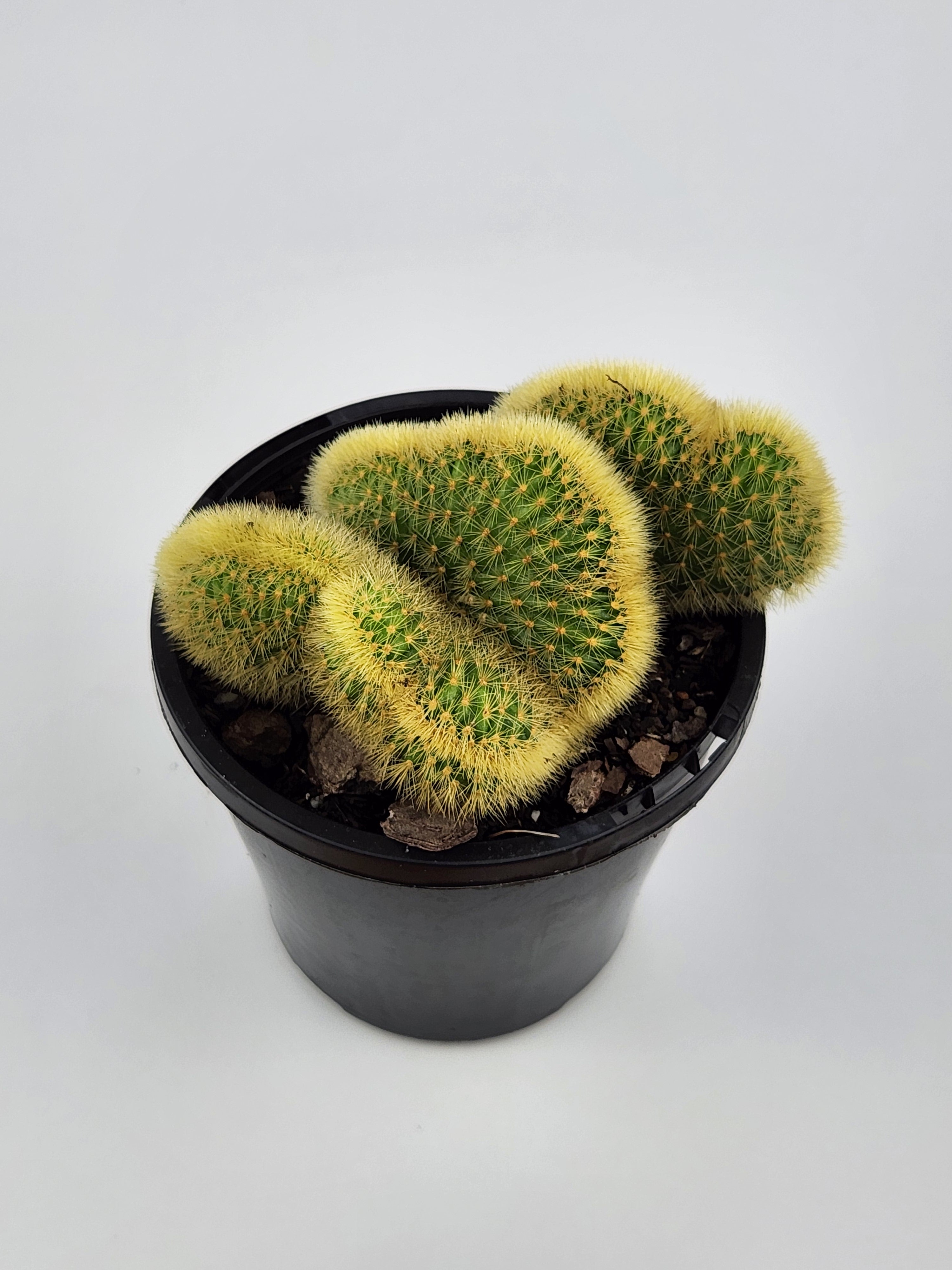 CLEISTOCACTUS WINTERI F. CRISTATUS