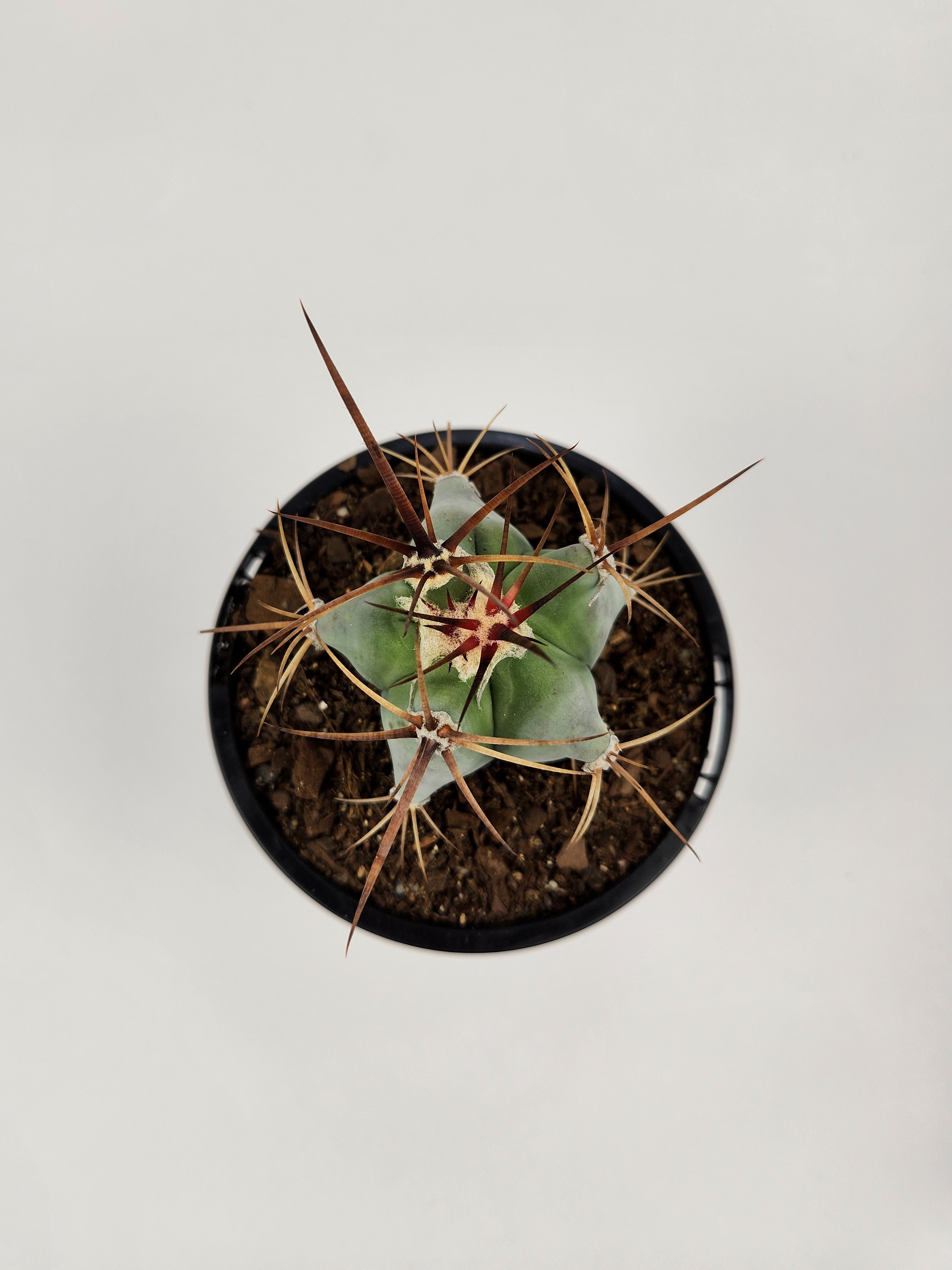 ECHINOCACTUS PLATYACANTHUS