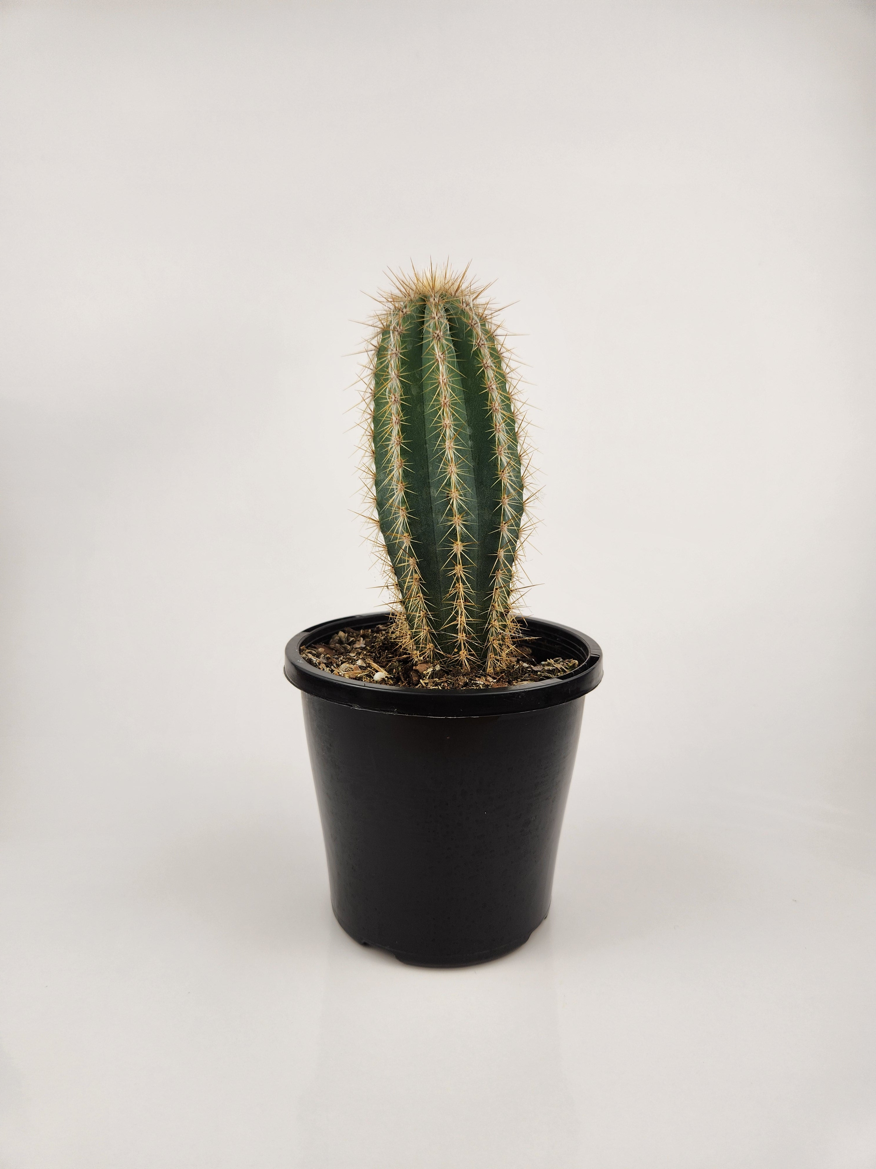 PILOSOCEREUS PACHYCLADUS