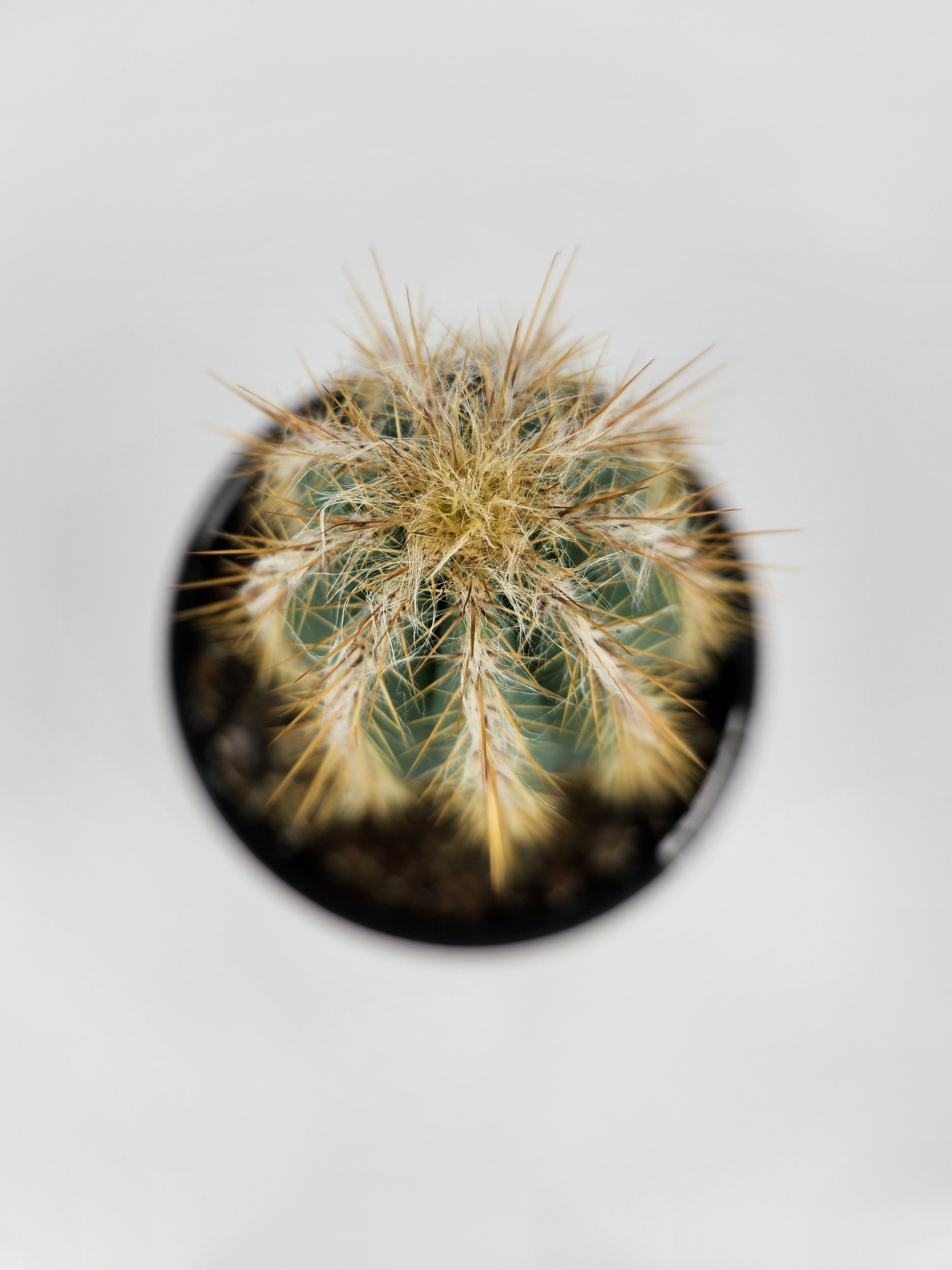 PILOSOCEREUS PACHYCLADUS