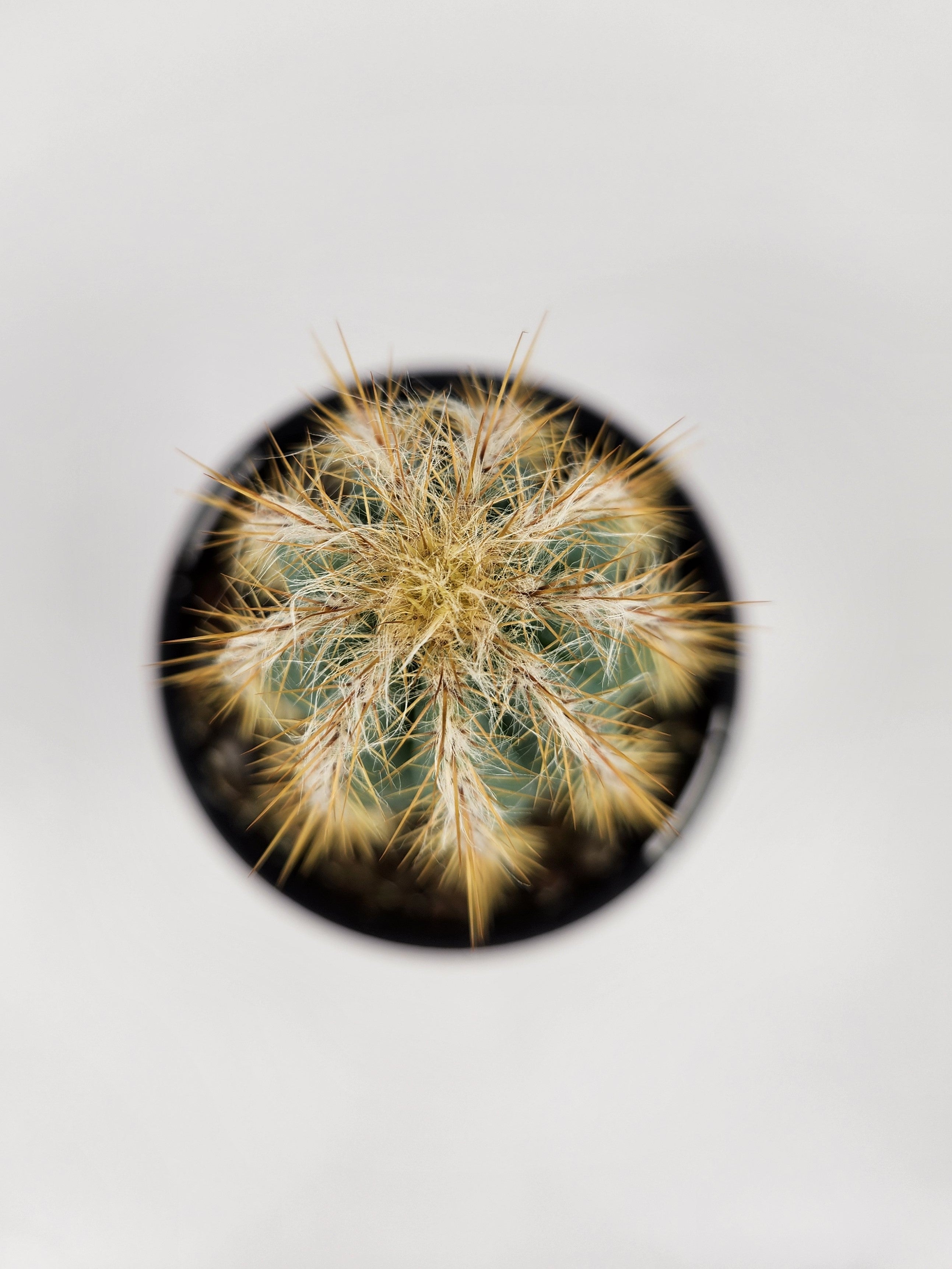 Pilosocereus Pachycladus | The Cactus Workshop