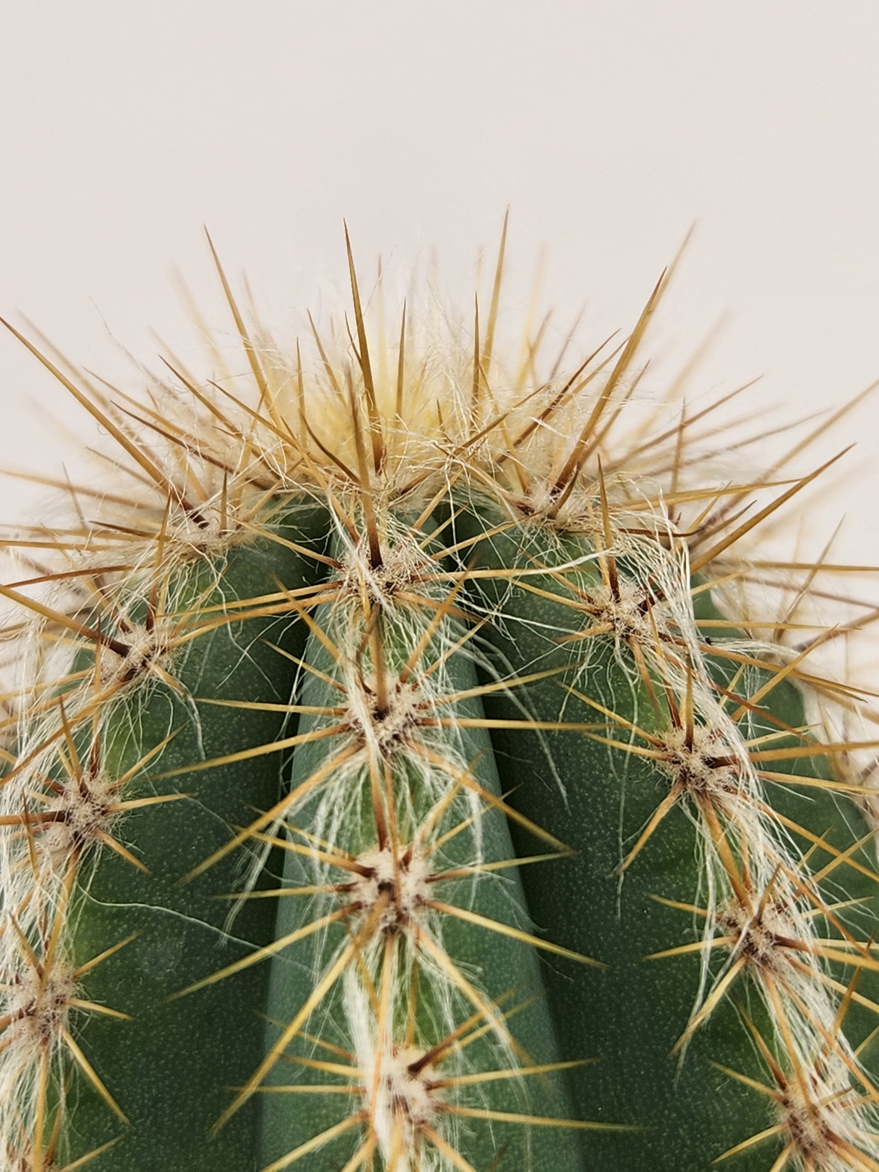 PILOSOCEREUS PACHYCLADUS