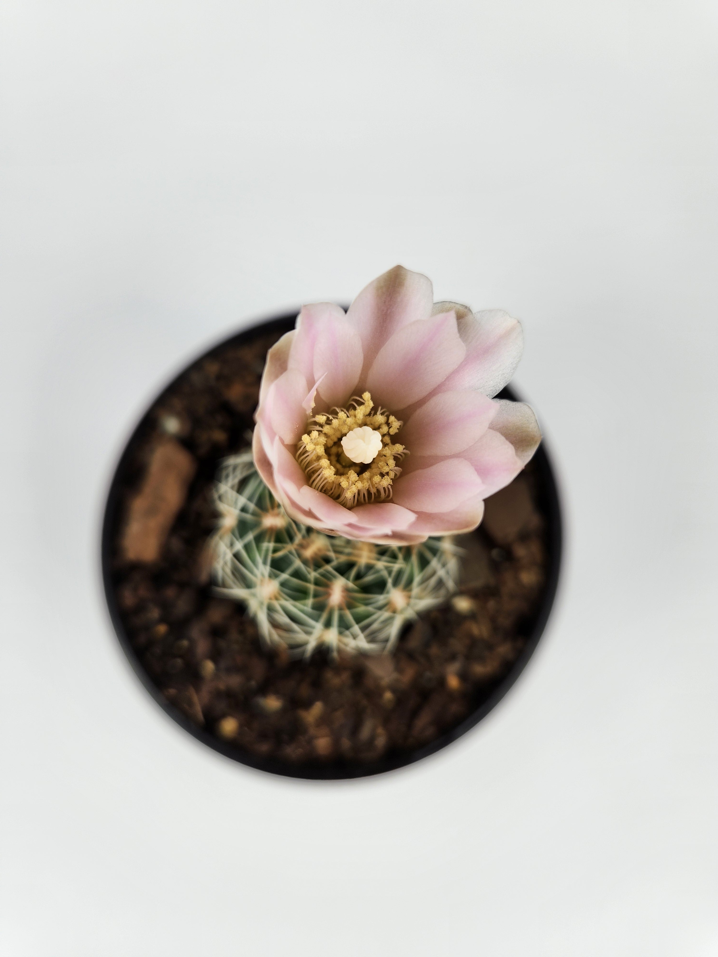 GYMNOCALYCIUM BRUCHII