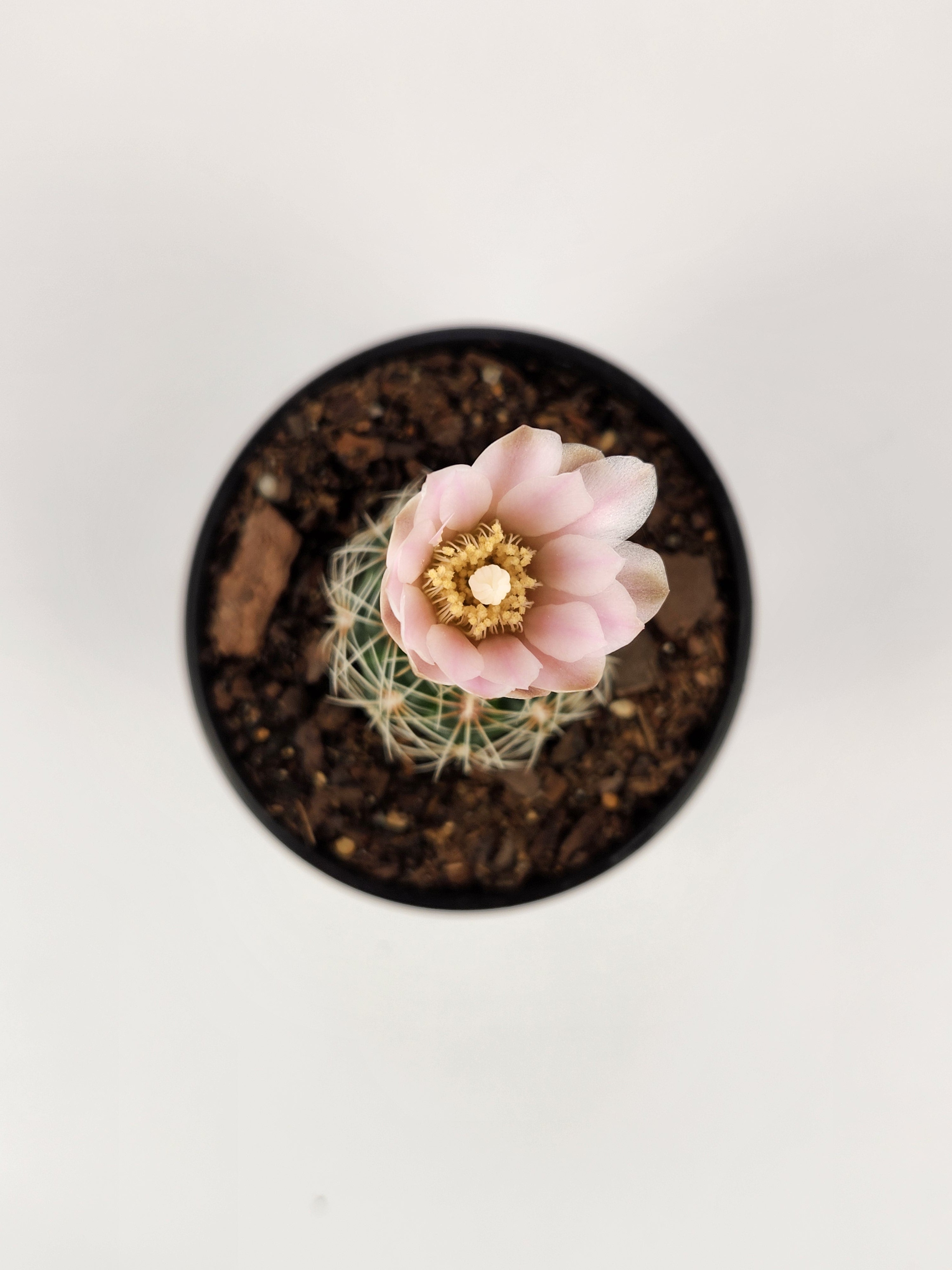 GYMNOCALYCIUM BRUCHII