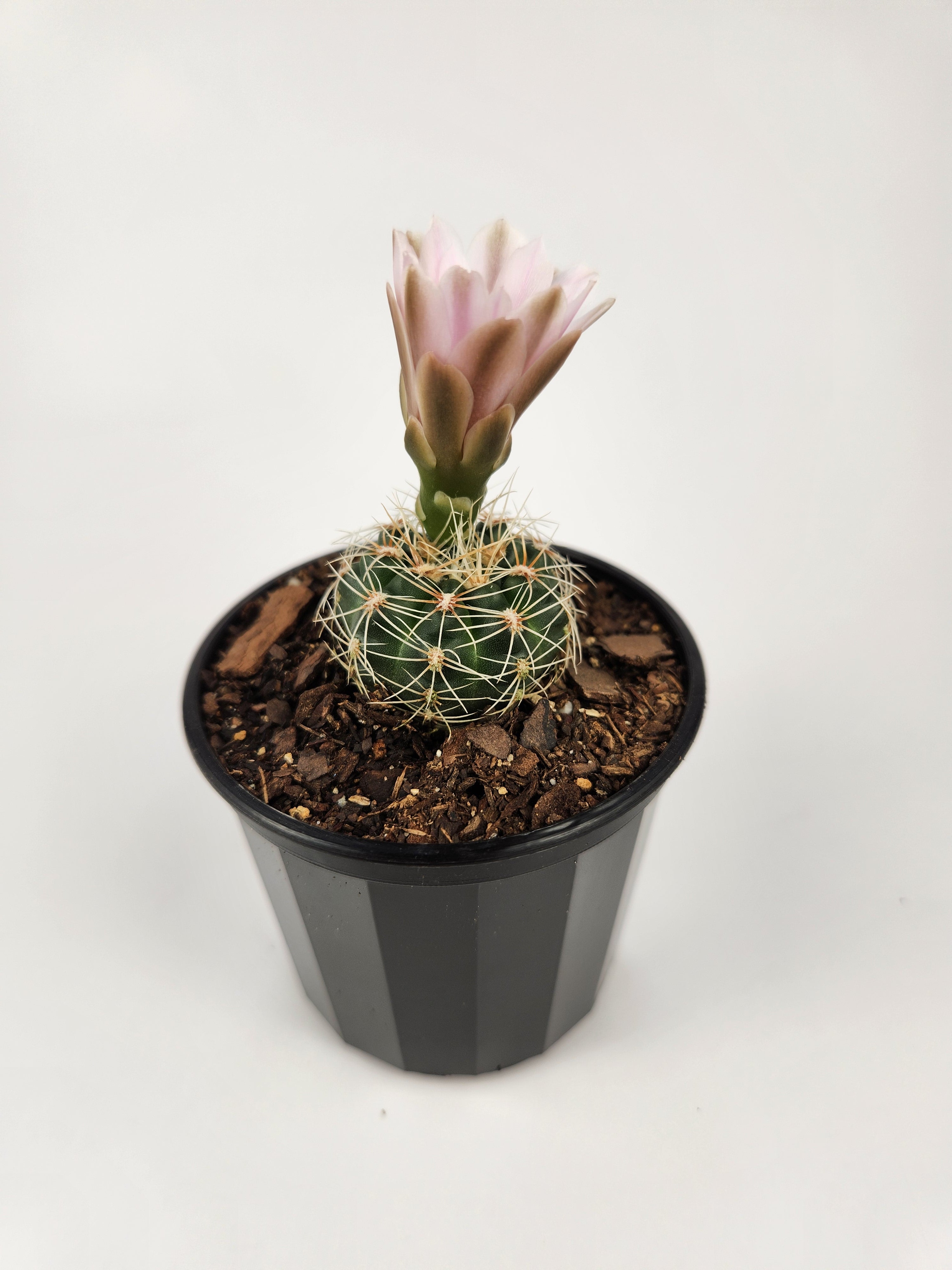 GYMNOCALYCIUM BRUCHII