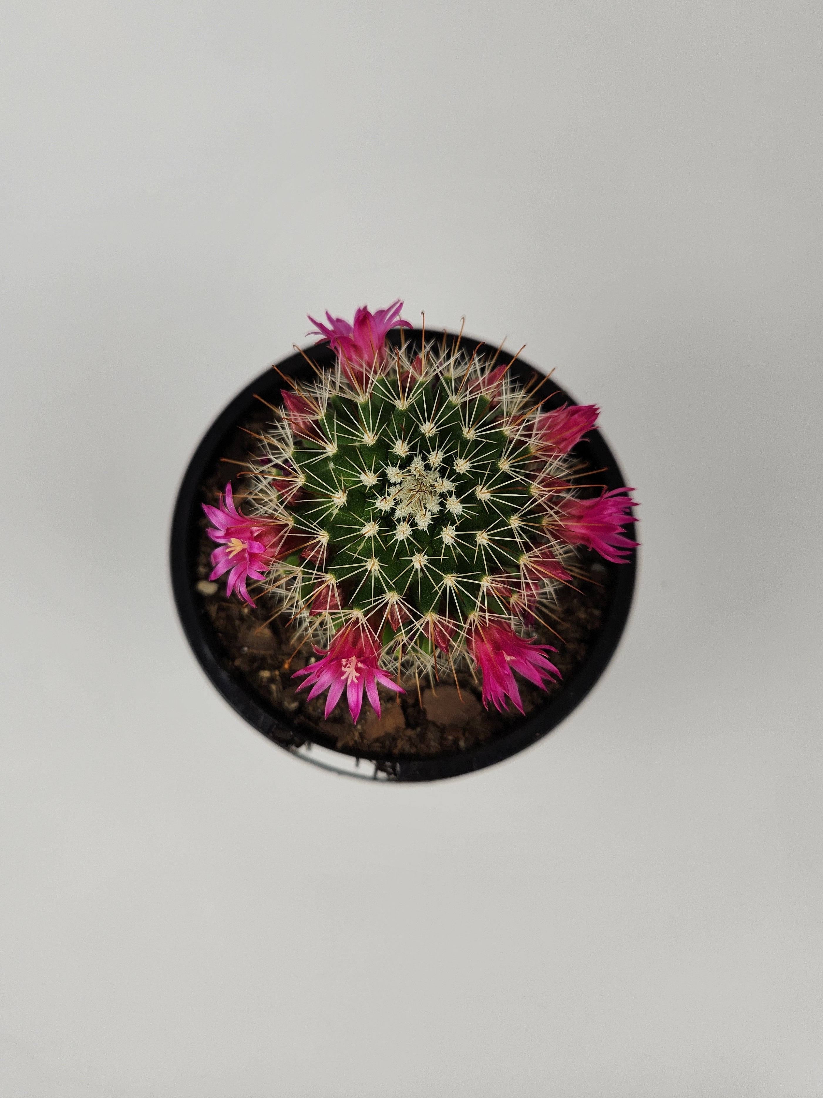 MAMMILLARIA SPINOSISSIMA