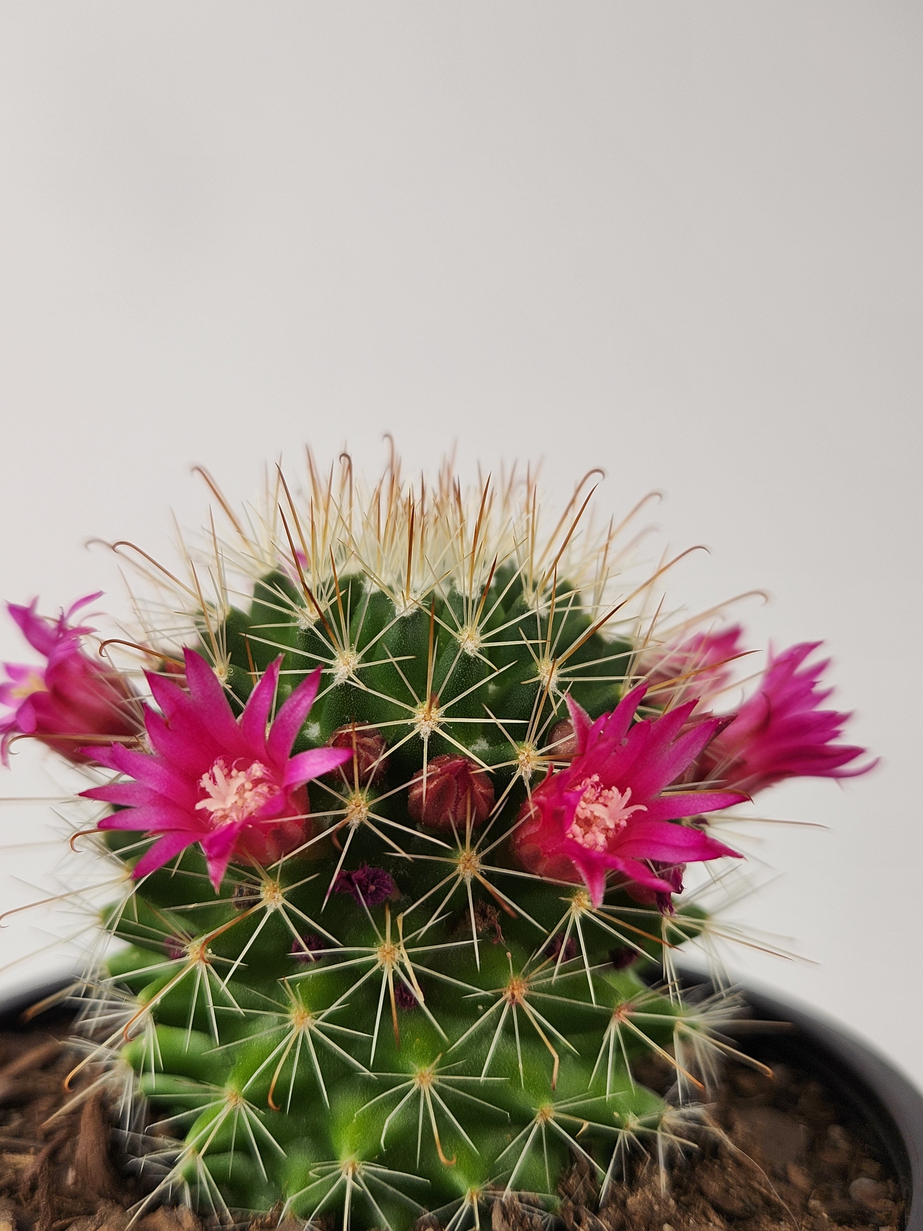 MAMMILLARIA SPINOSISSIMA