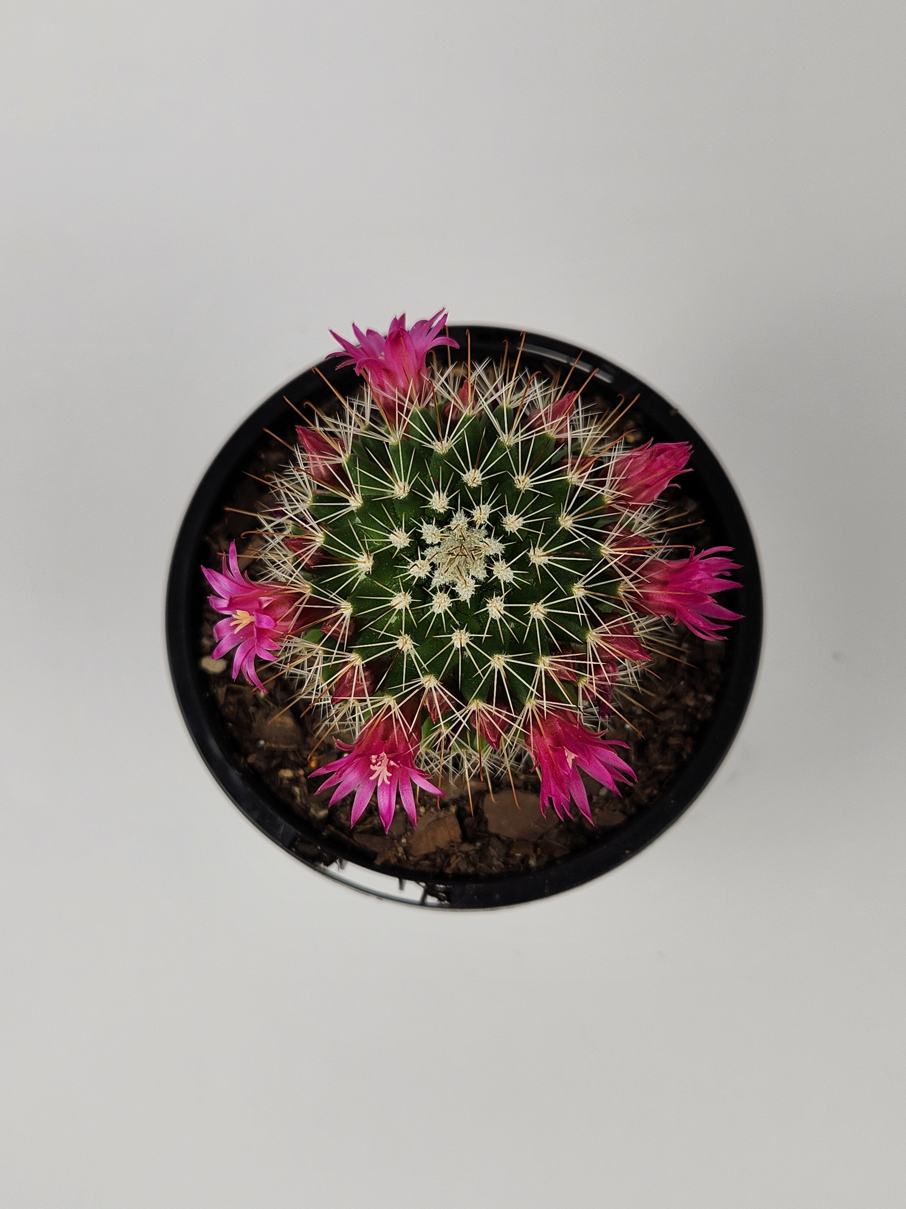 MAMMILLARIA SPINOSISSIMA