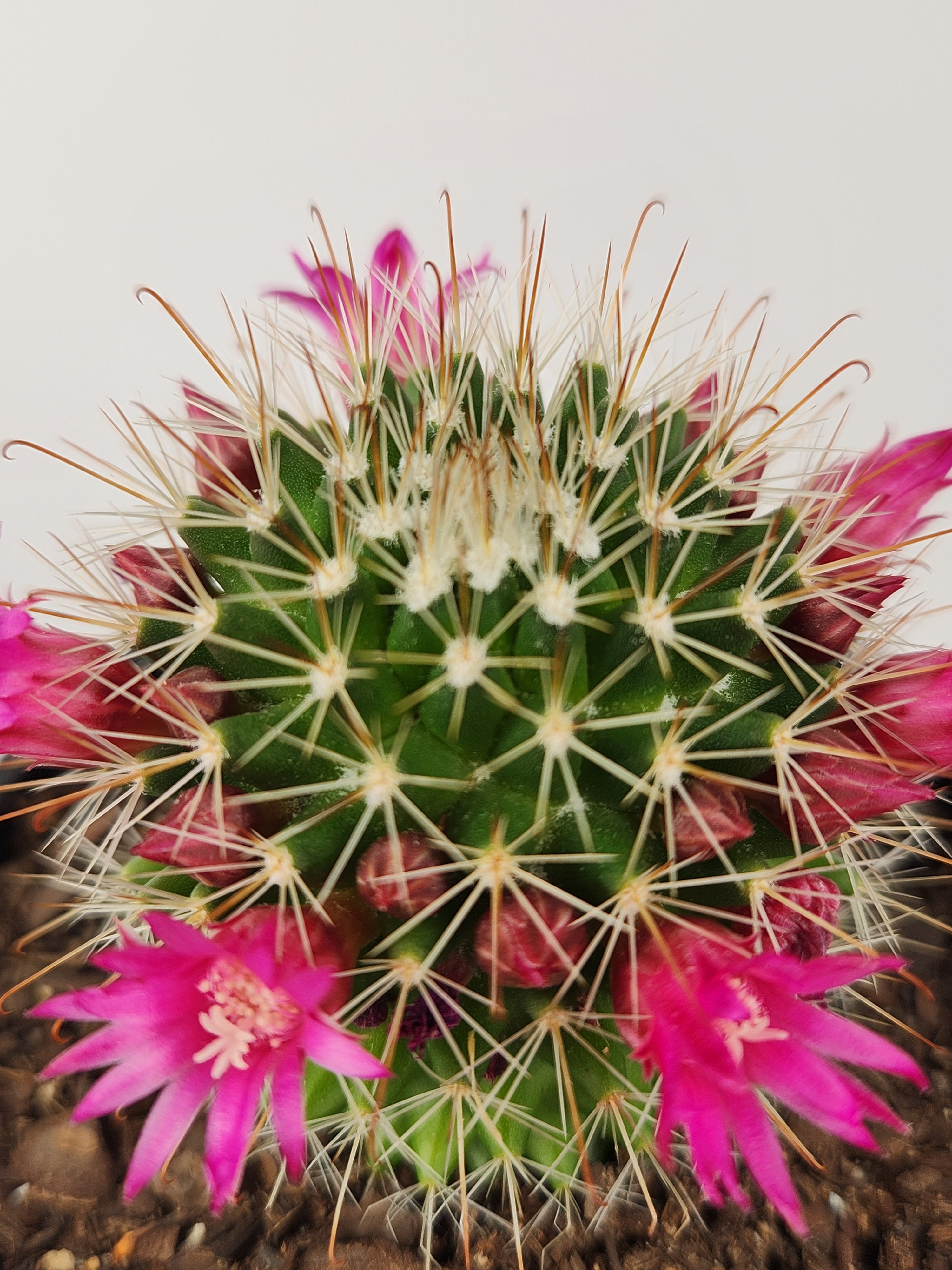 MAMMILLARIA SPINOSISSIMA