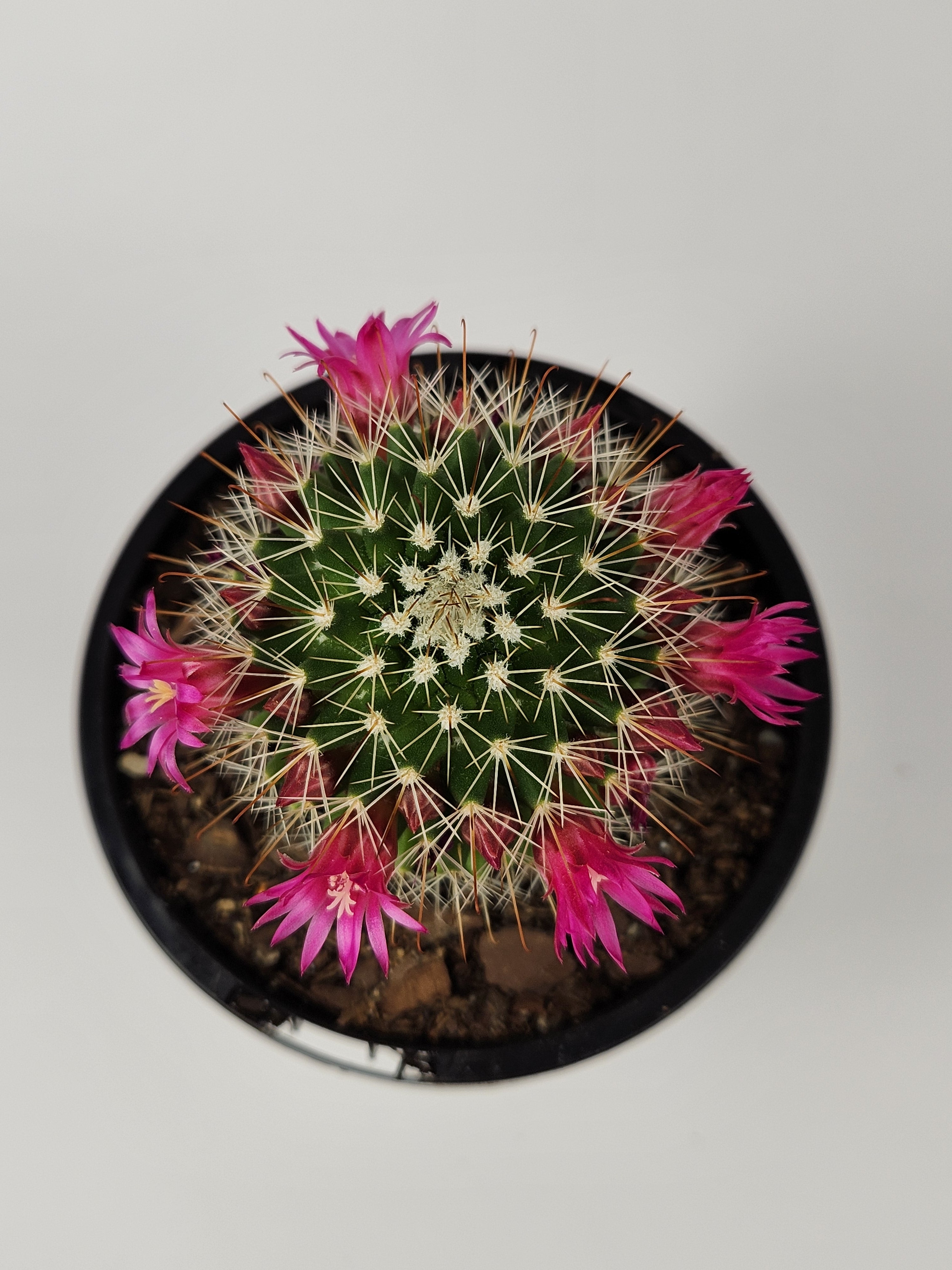 MAMMILLARIA SPINOSISSIMA