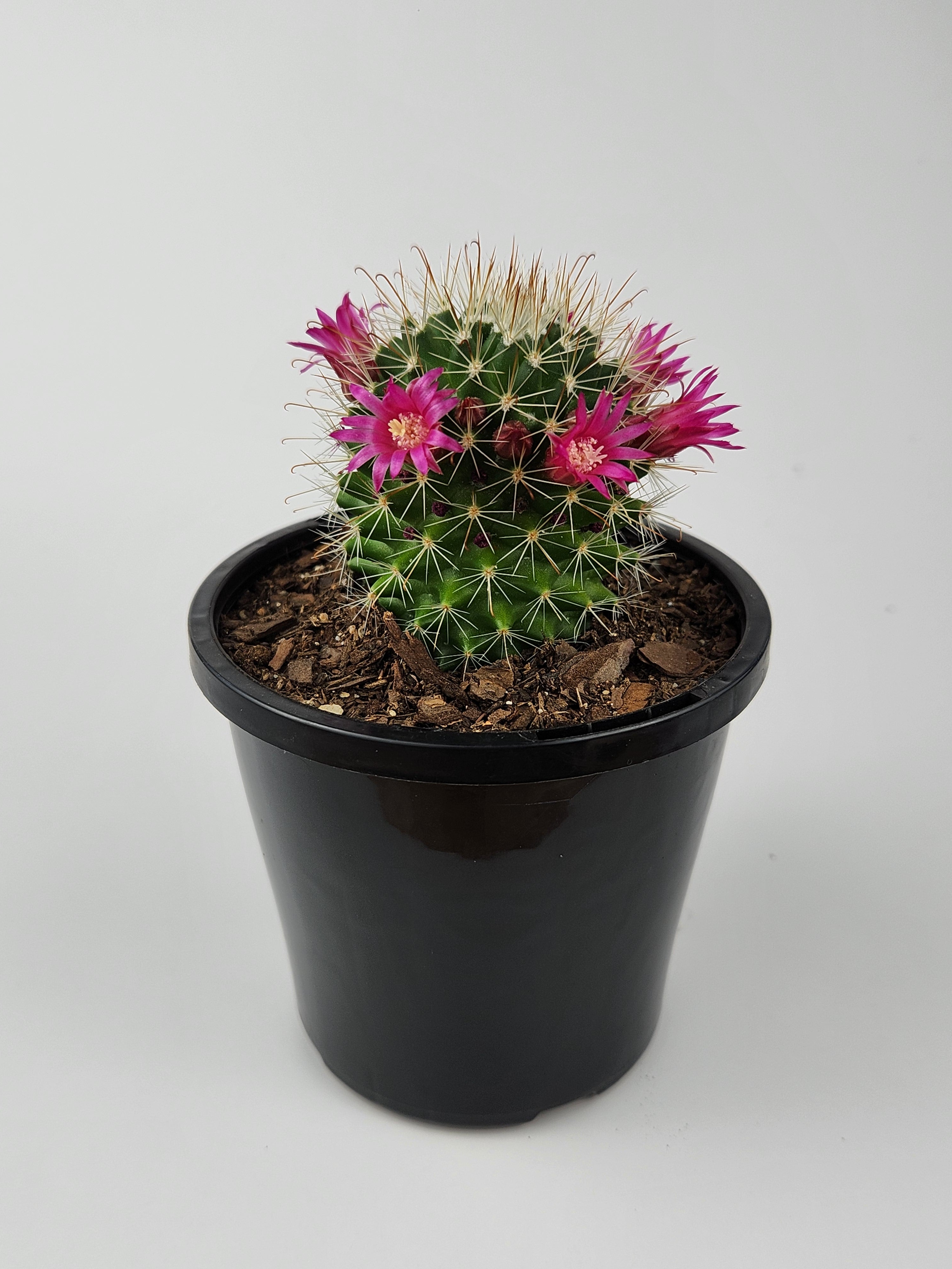 MAMMILLARIA SPINOSISSIMA