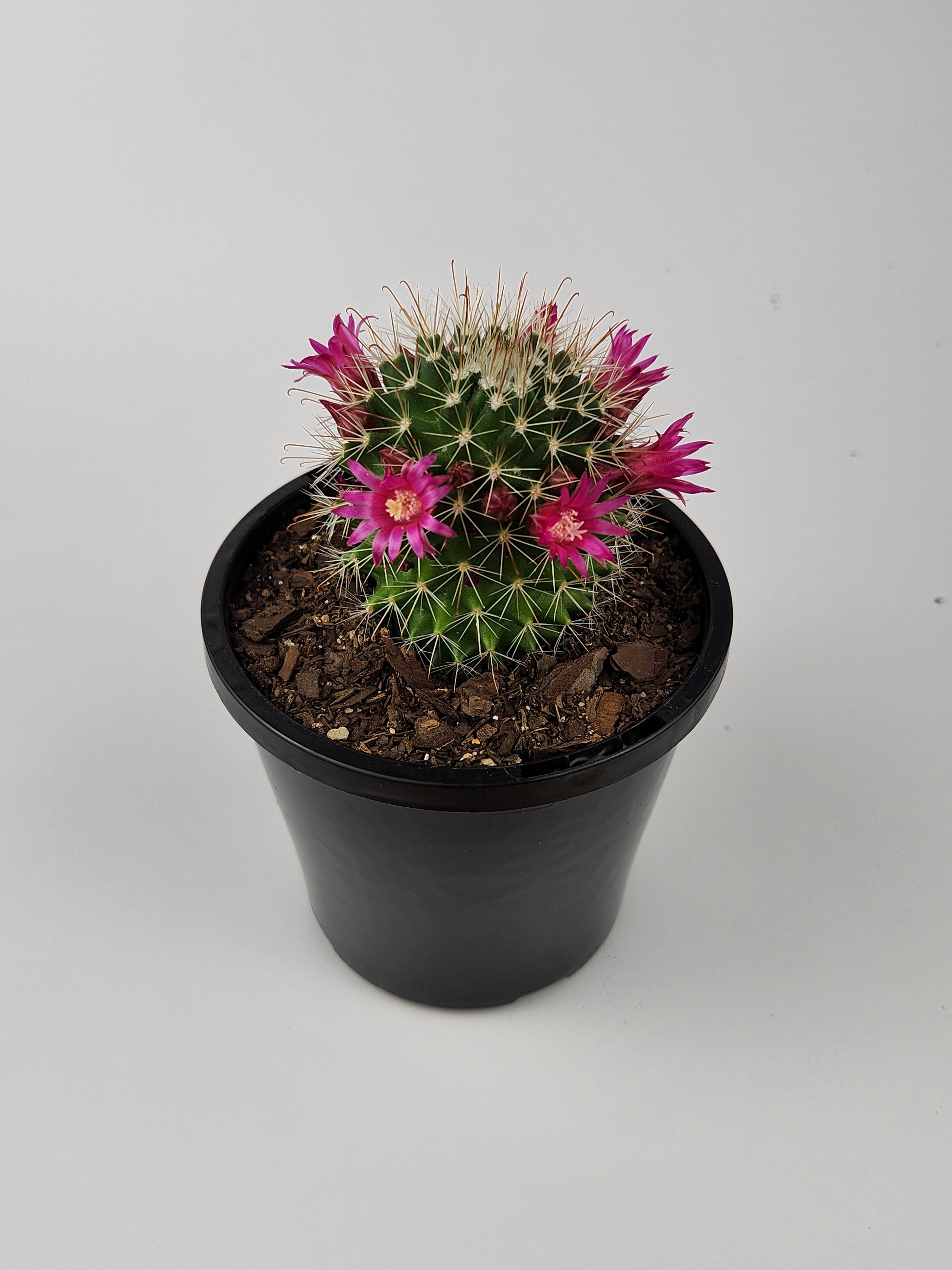 MAMMILLARIA SPINOSISSIMA