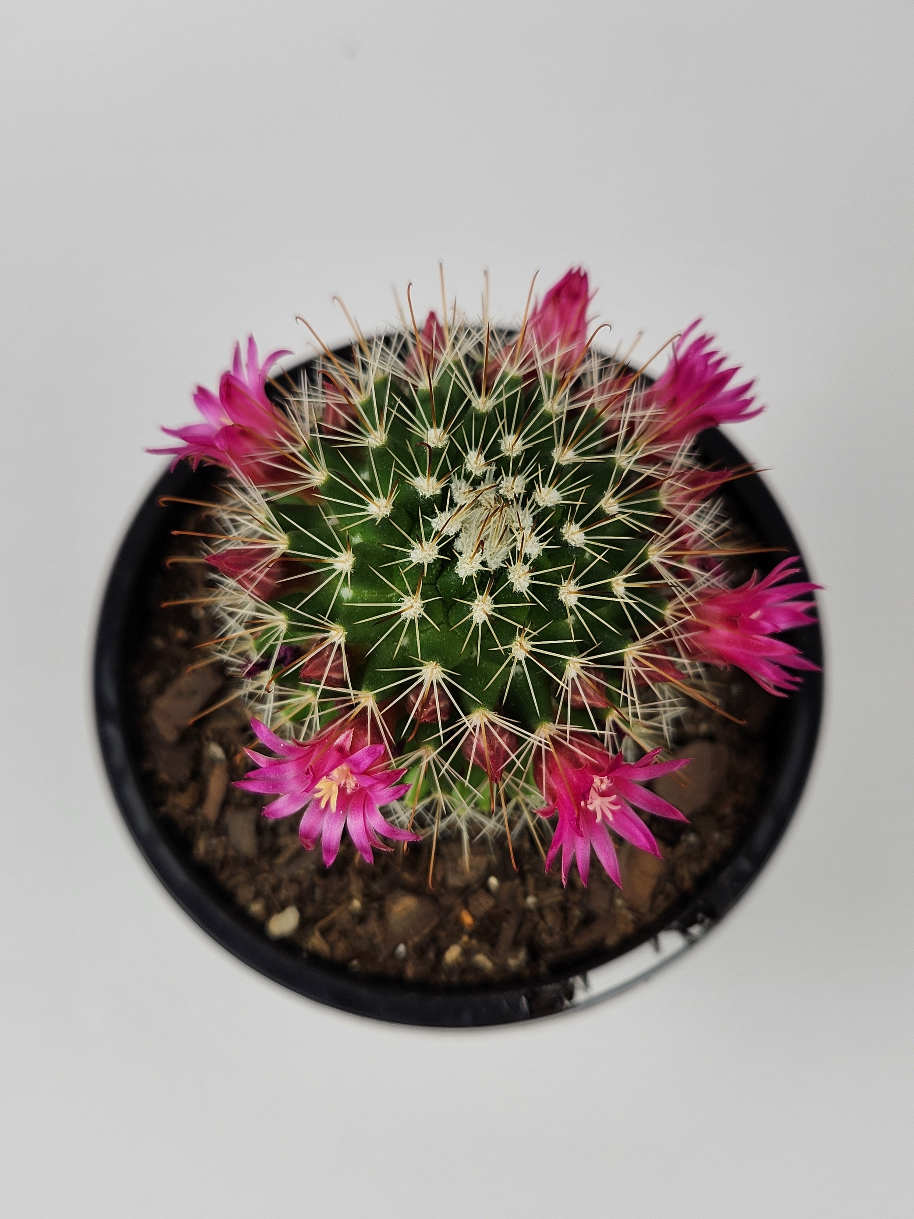 MAMMILLARIA SPINOSISSIMA