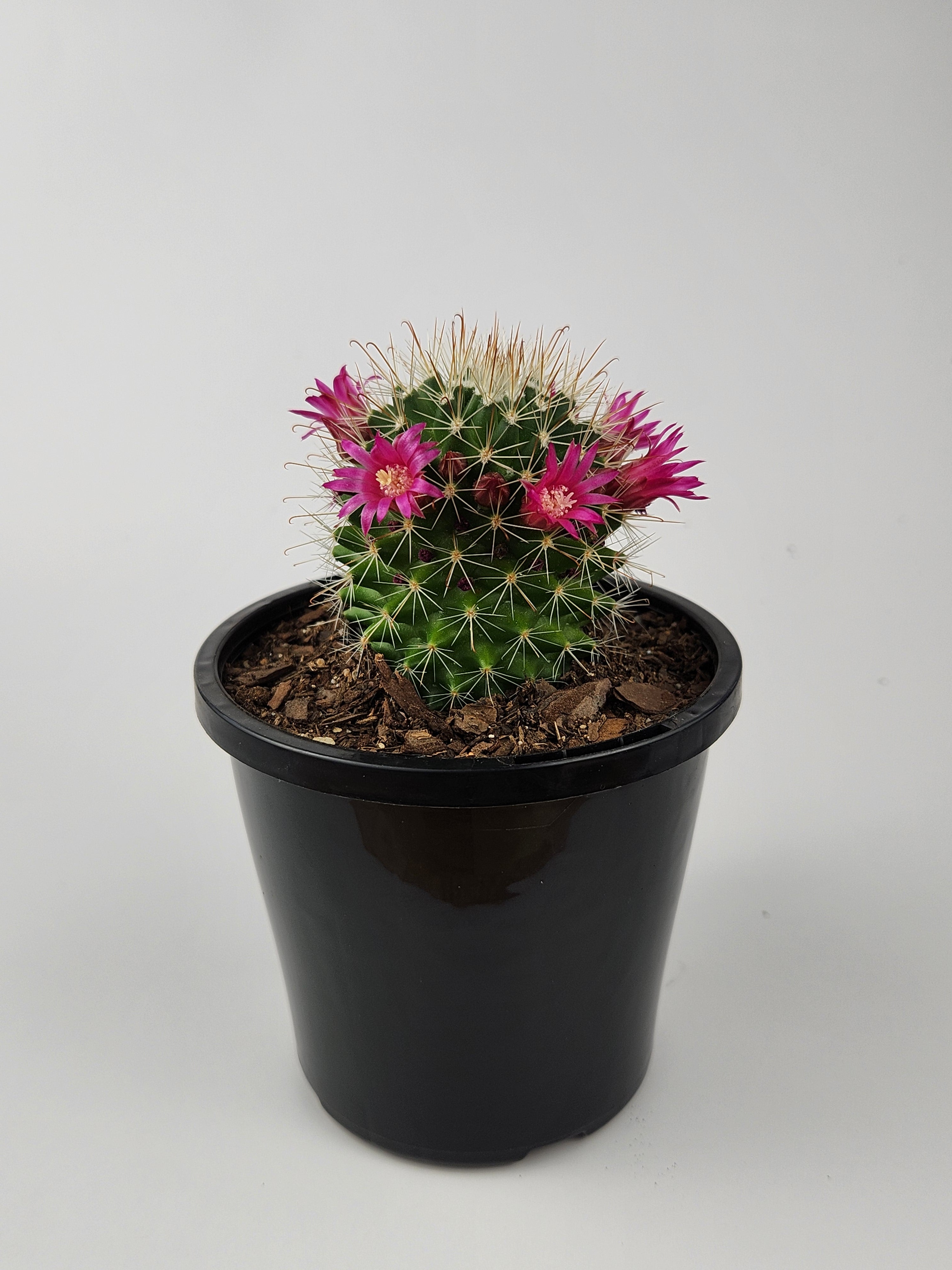 MAMMILLARIA SPINOSISSIMA